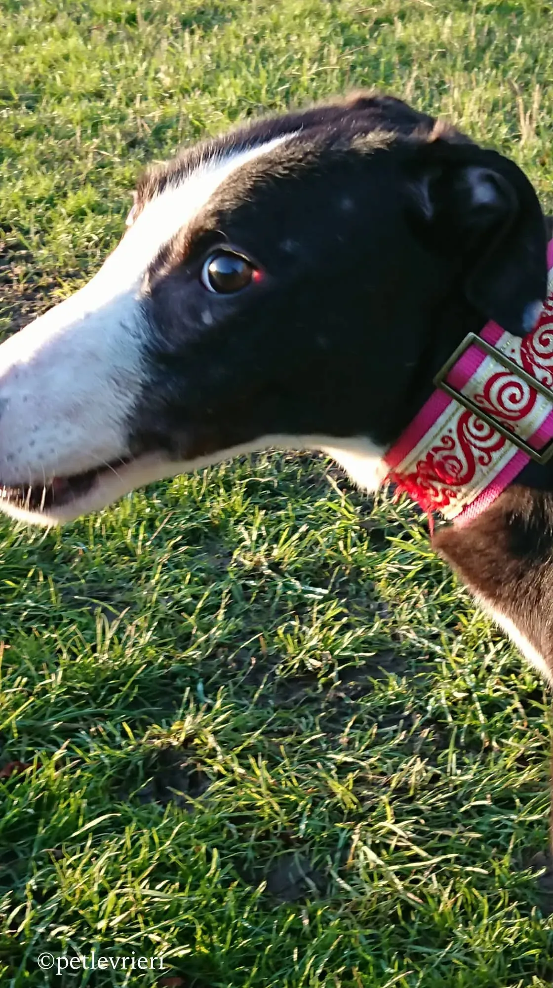 saxa adozione levrieri greyhound 10