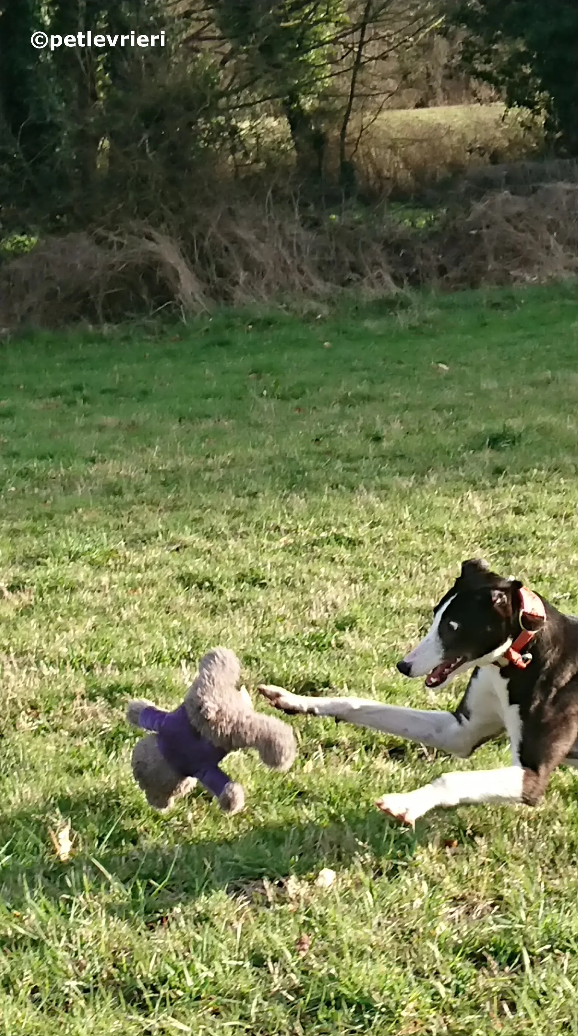 saxa adozione levrieri greyhound 11 1