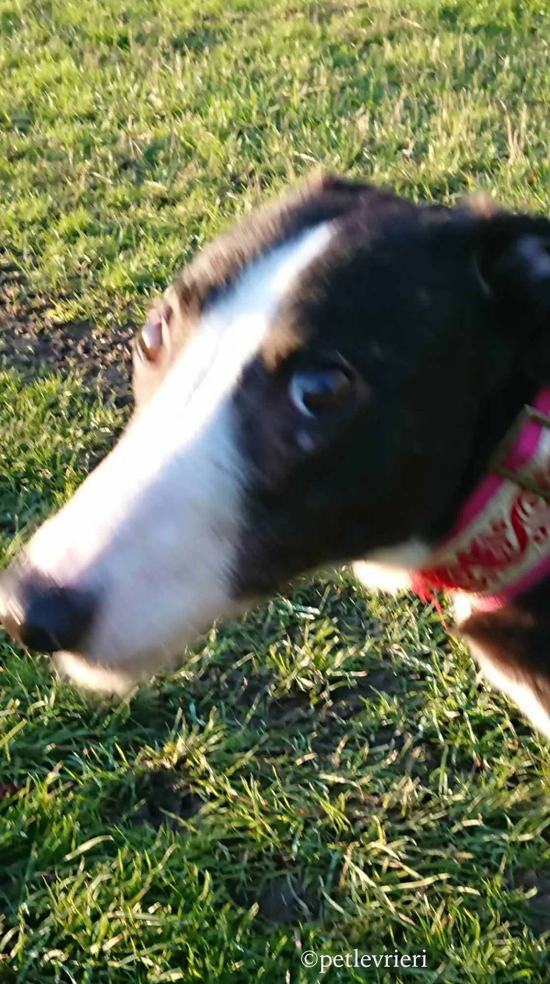 saxa adozione levrieri greyhound 11