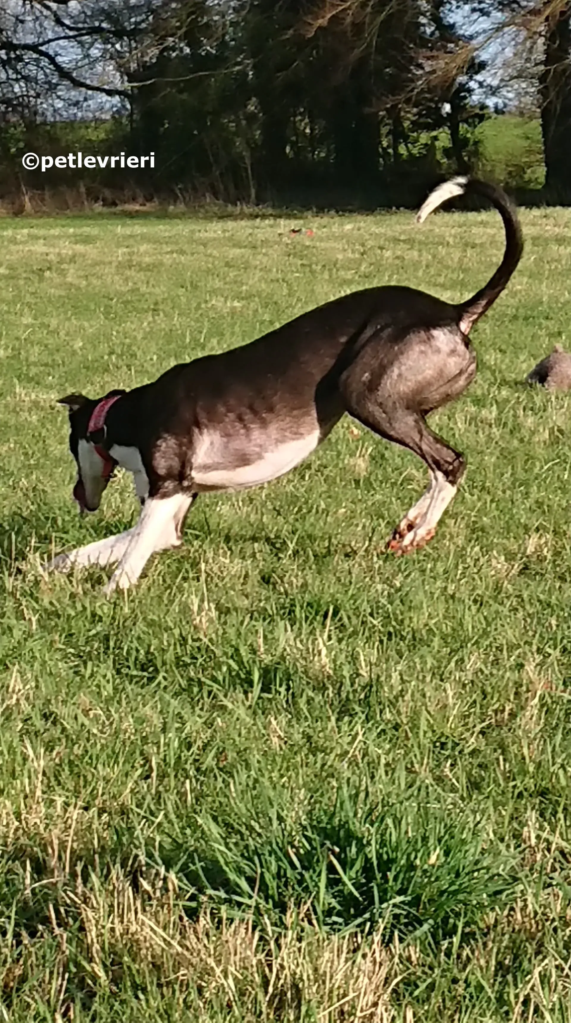 saxa adozione levrieri greyhound 12 1