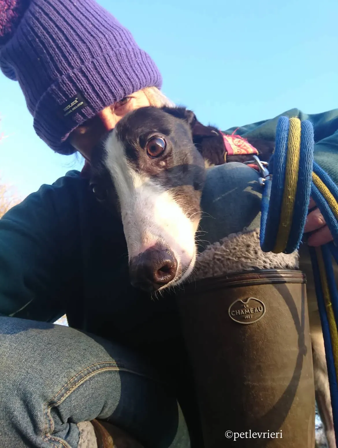 saxa adozione levrieri greyhound 12