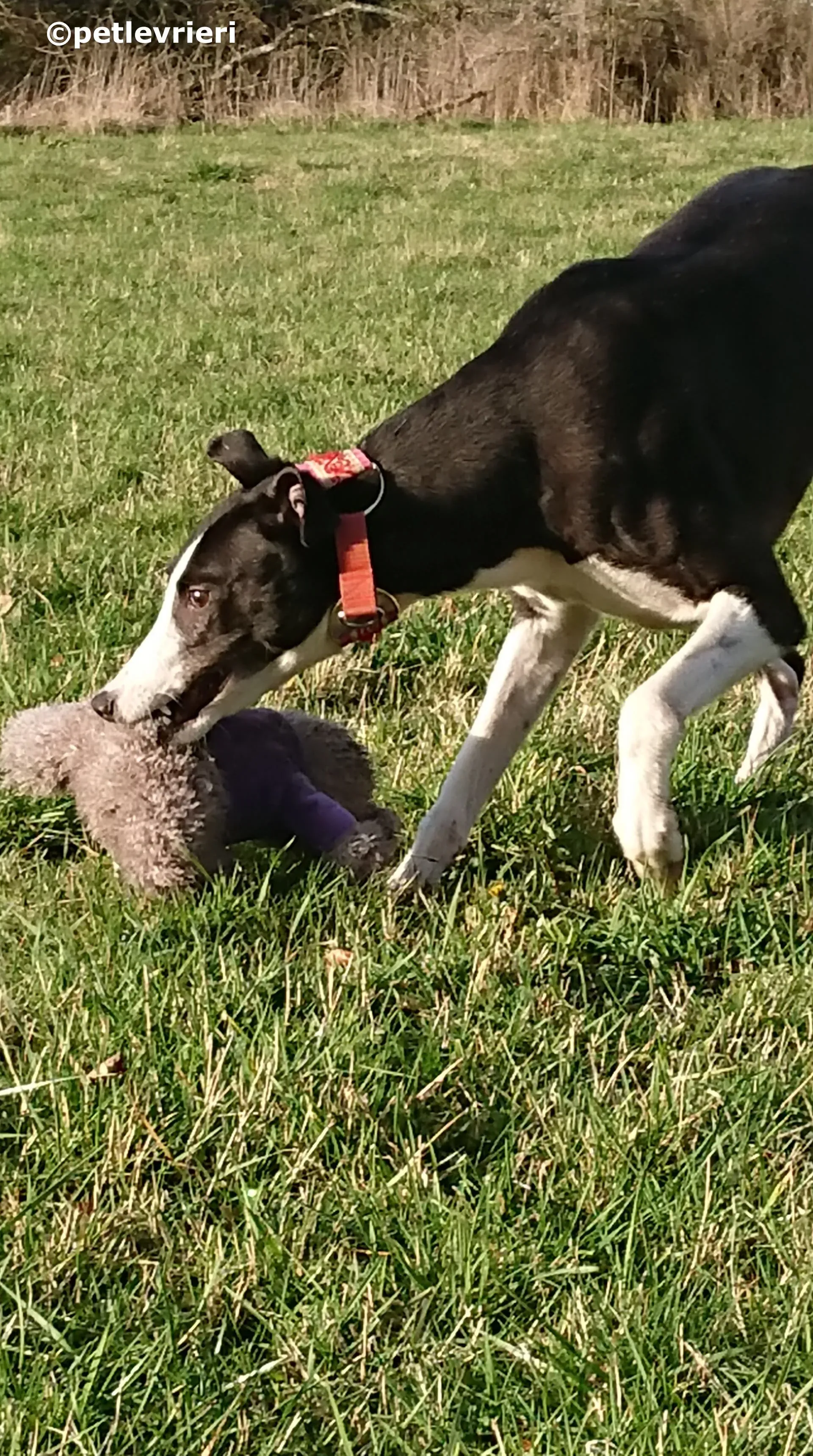 saxa adozione levrieri greyhound 13 1