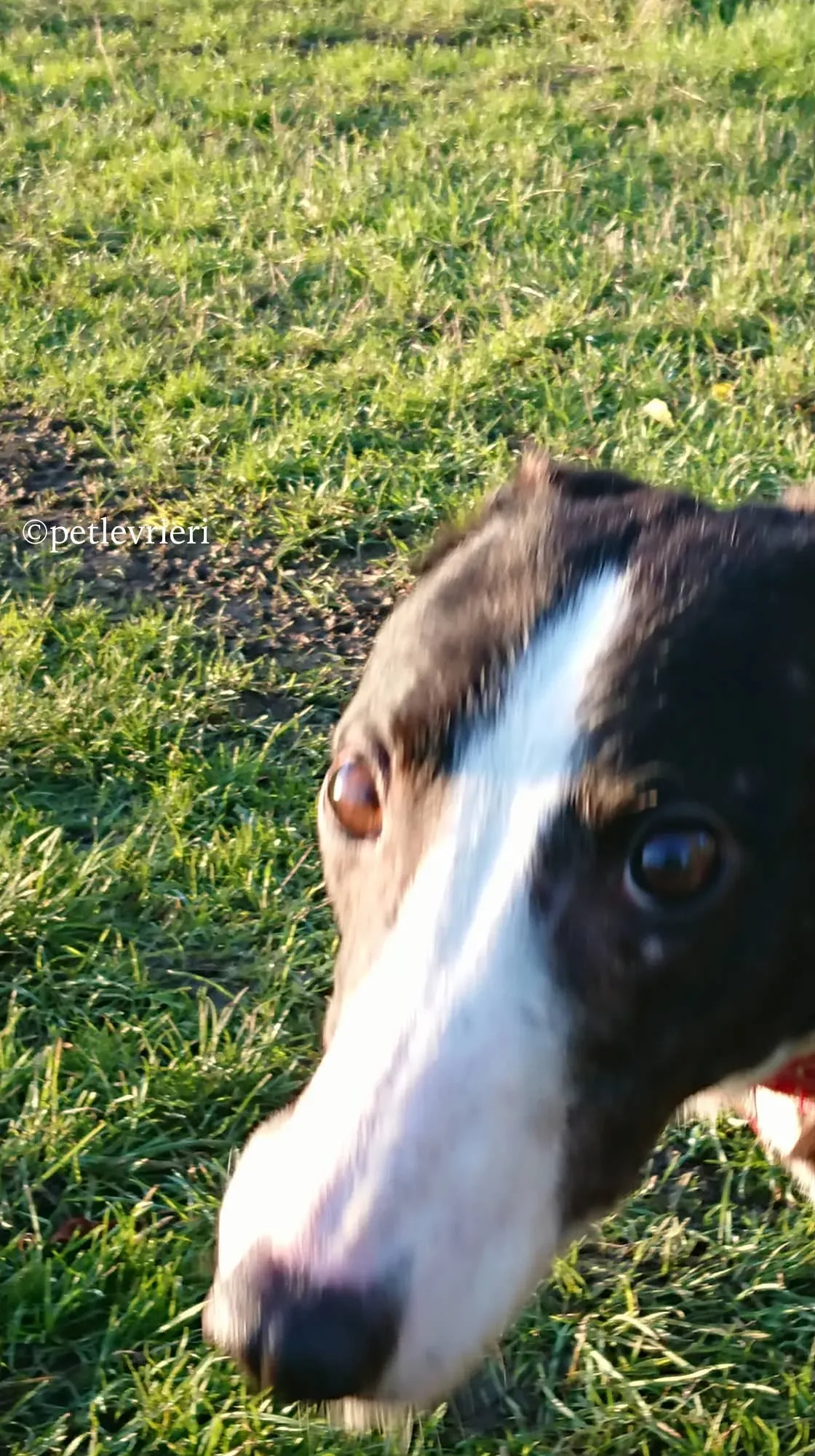 saxa adozione levrieri greyhound 13