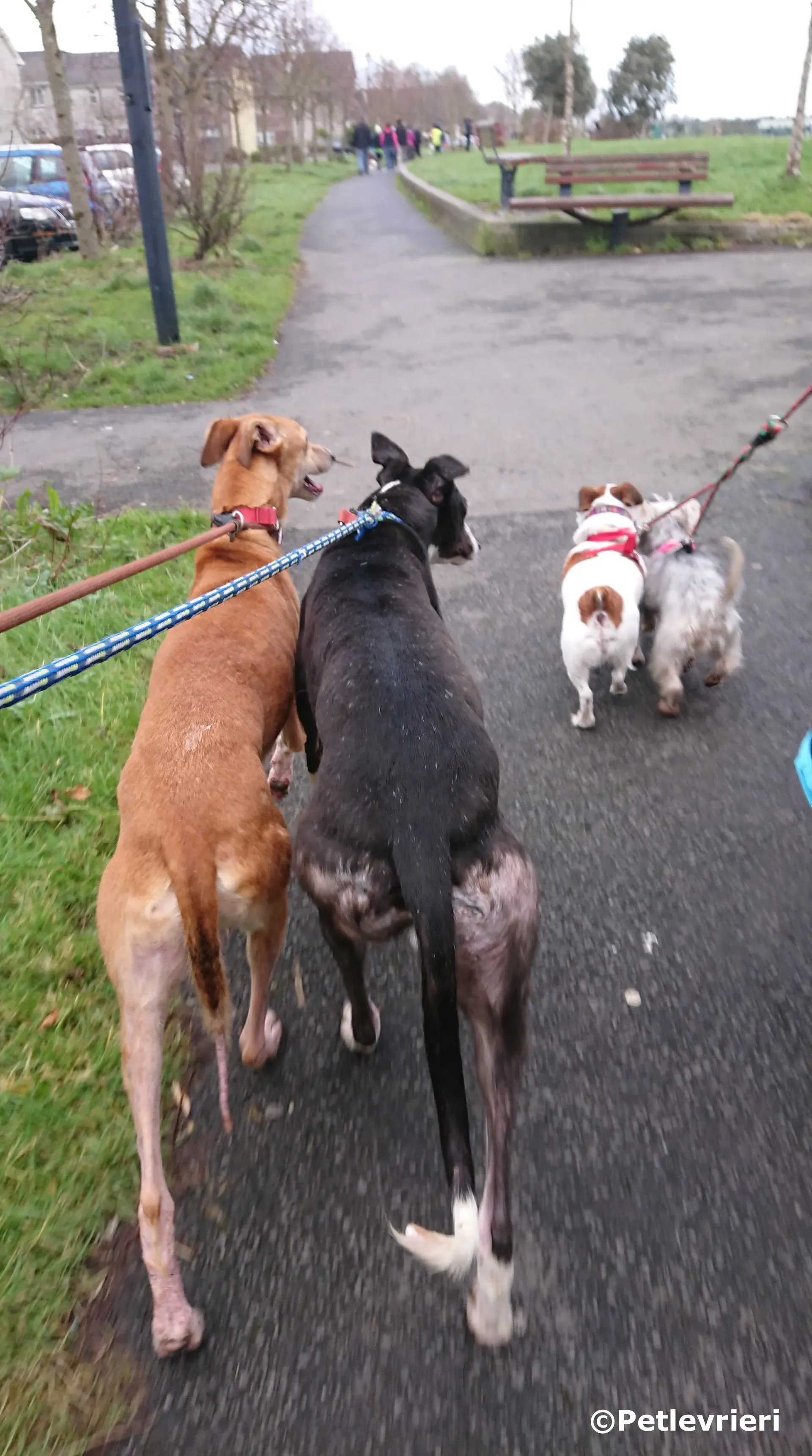 saxa adozione levrieri greyhound 2 1