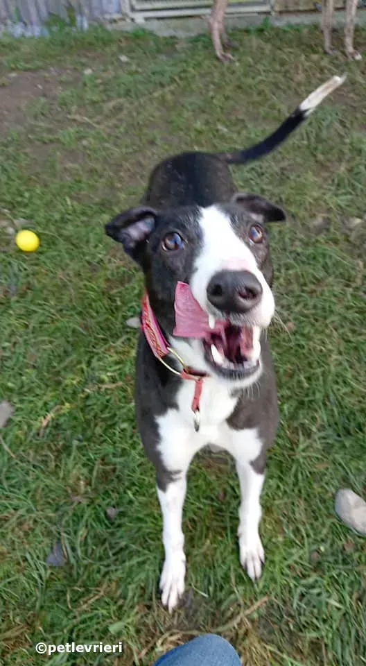 saxa adozione levrieri greyhound 2 2