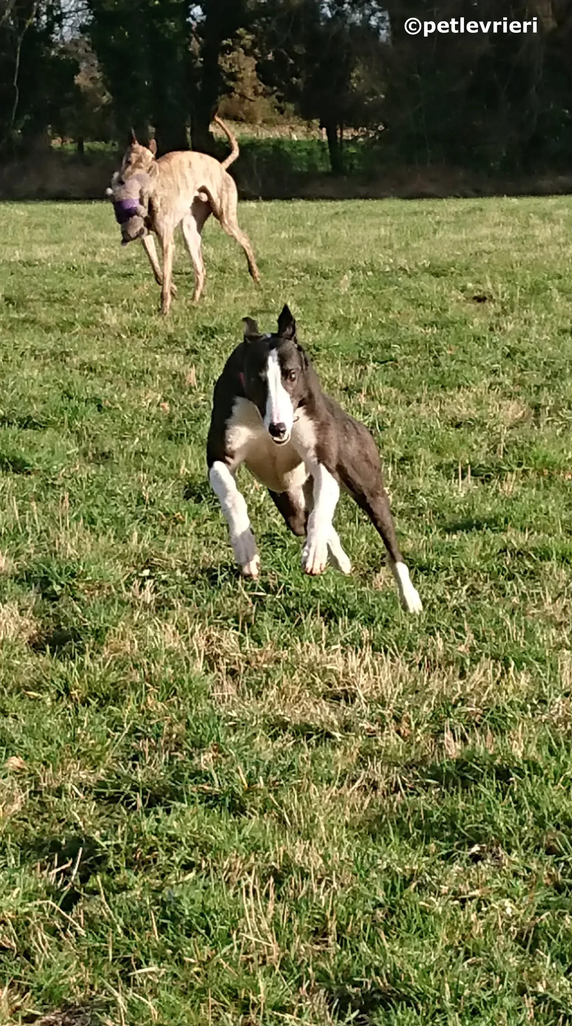 saxa adozione levrieri greyhound 2 3