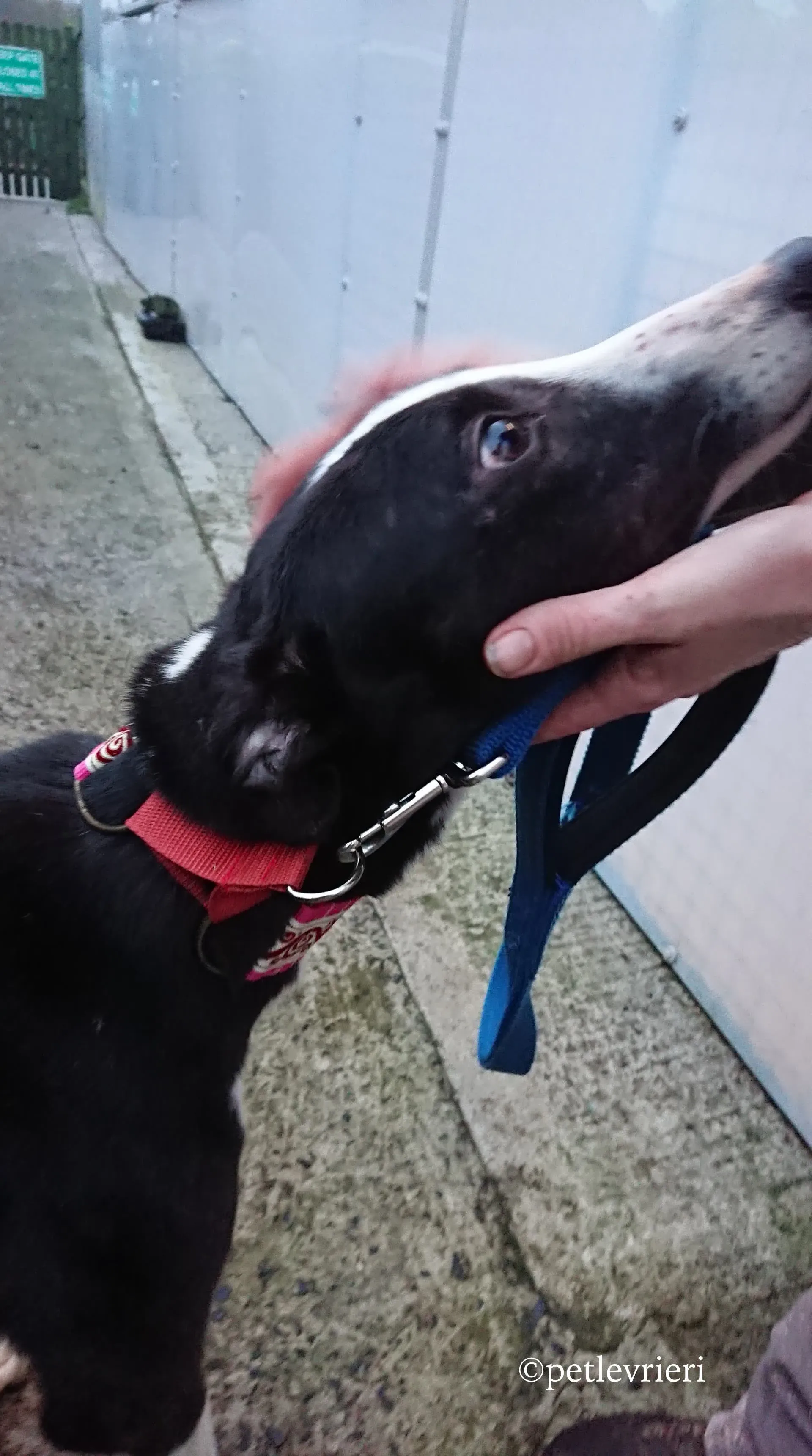 saxa adozione levrieri greyhound 2