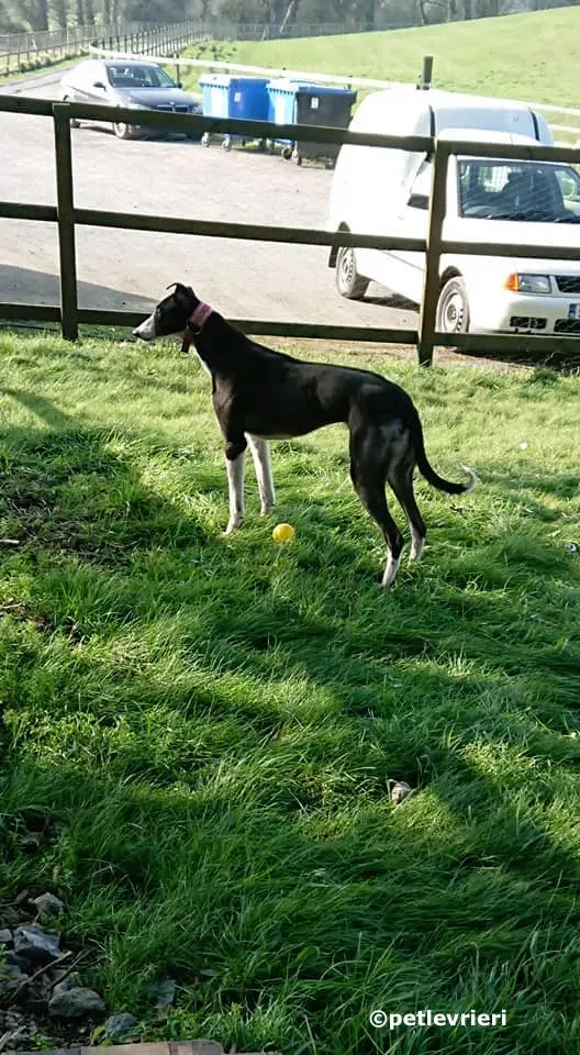 saxa adozione levrieri greyhound 3 1