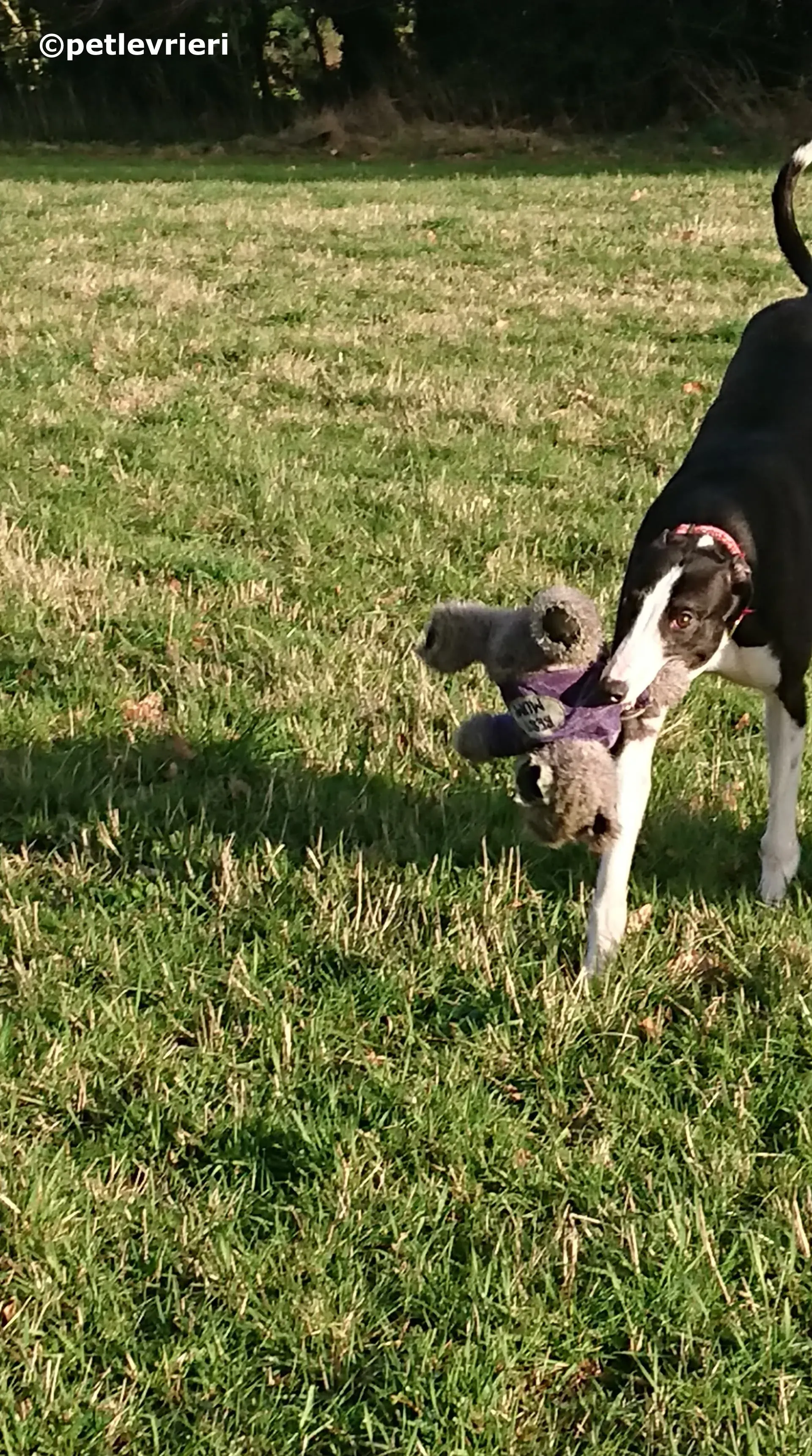 saxa adozione levrieri greyhound 3 2