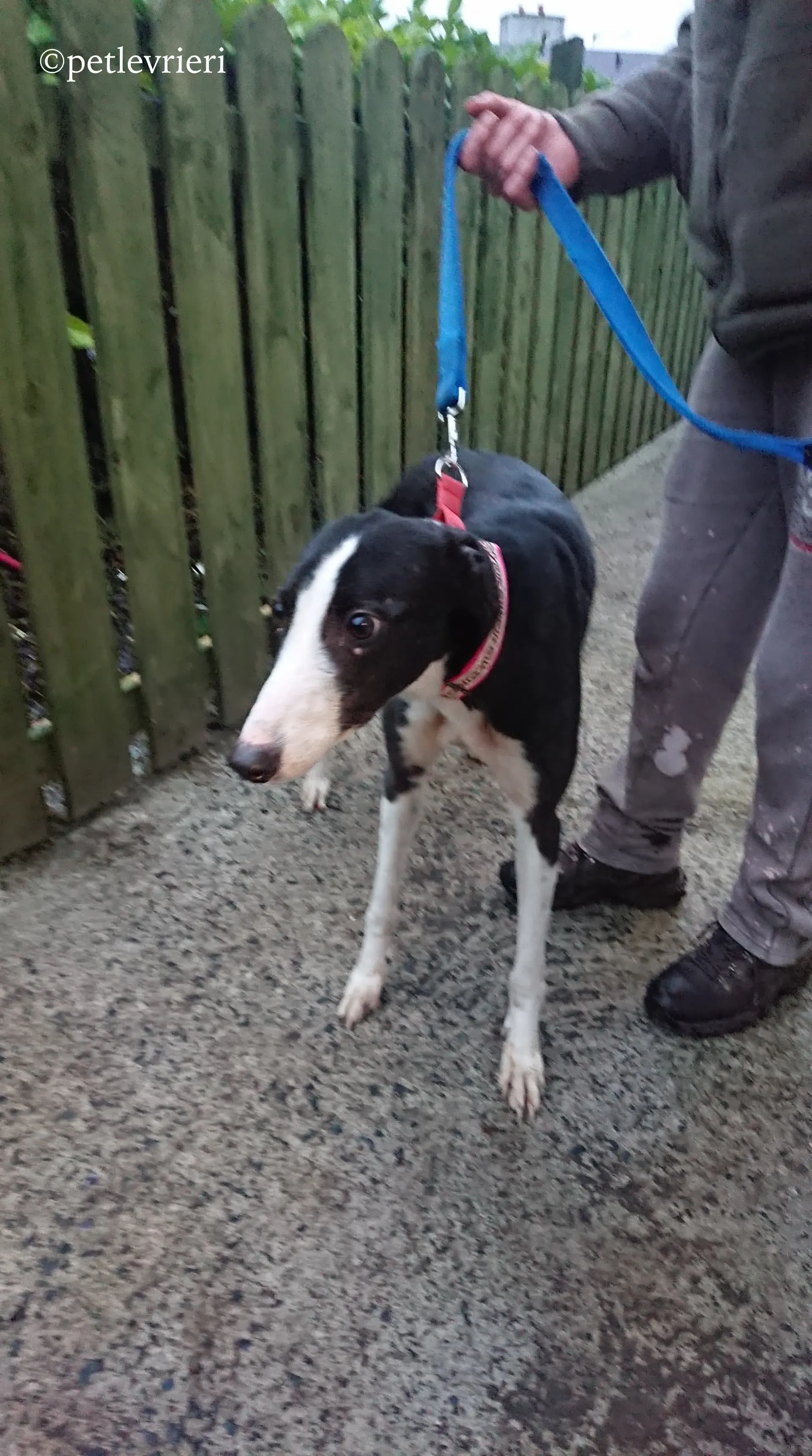 saxa adozione levrieri greyhound 3