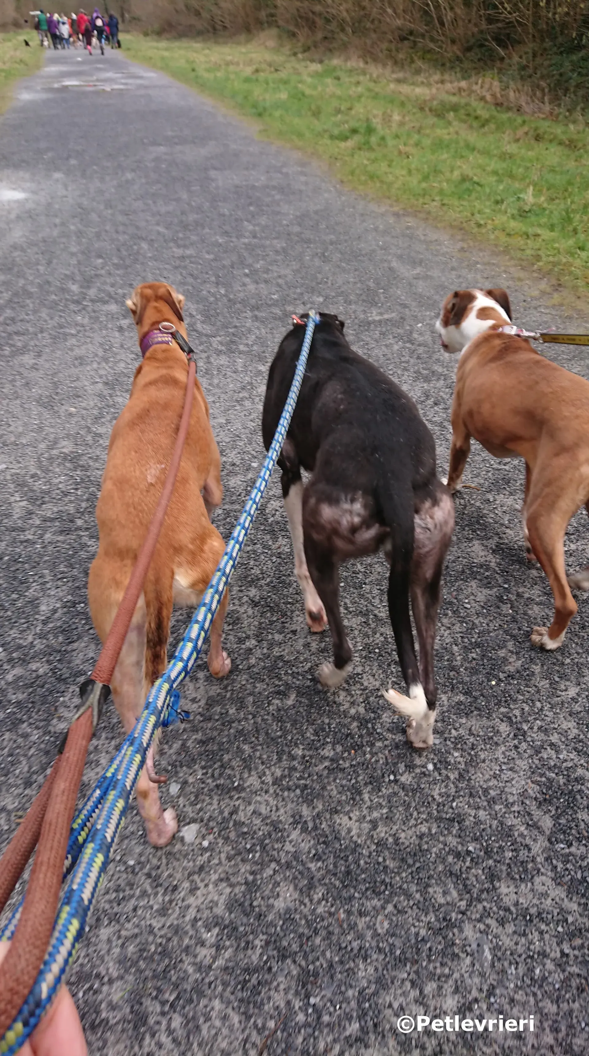 saxa adozione levrieri greyhound 4 1