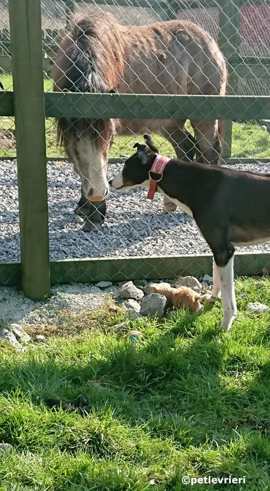 saxa adozione levrieri greyhound 4 2