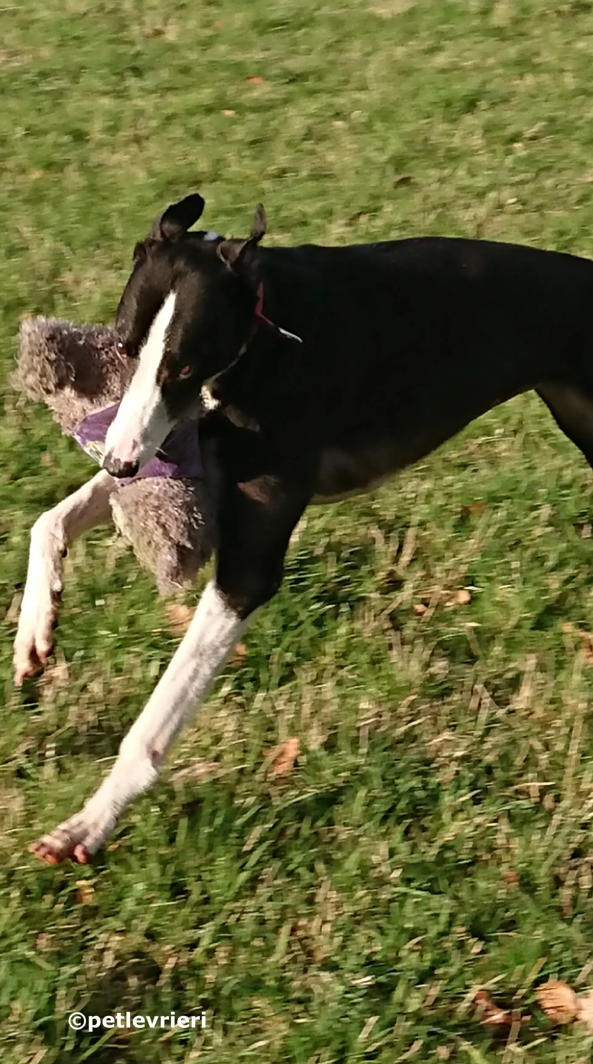 saxa adozione levrieri greyhound 4 3