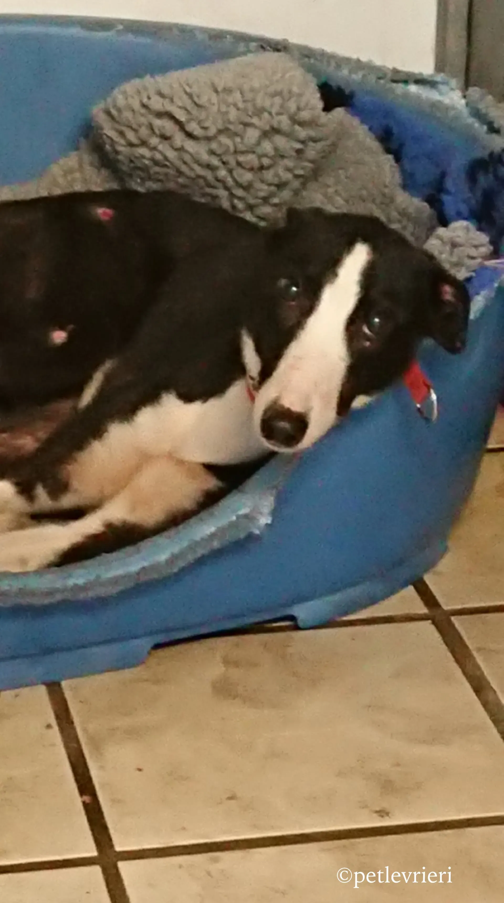 saxa adozione levrieri greyhound 4