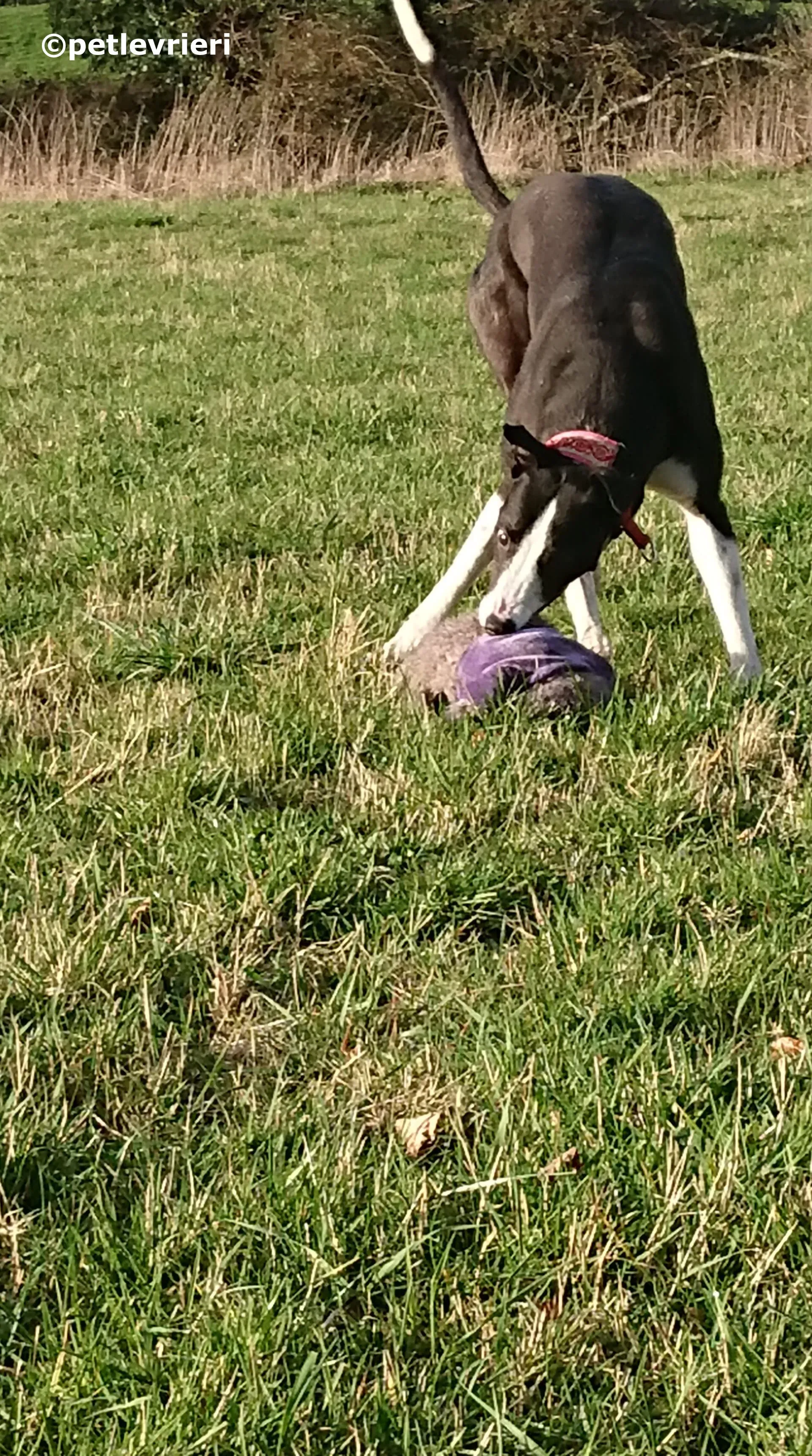 saxa adozione levrieri greyhound 5 1