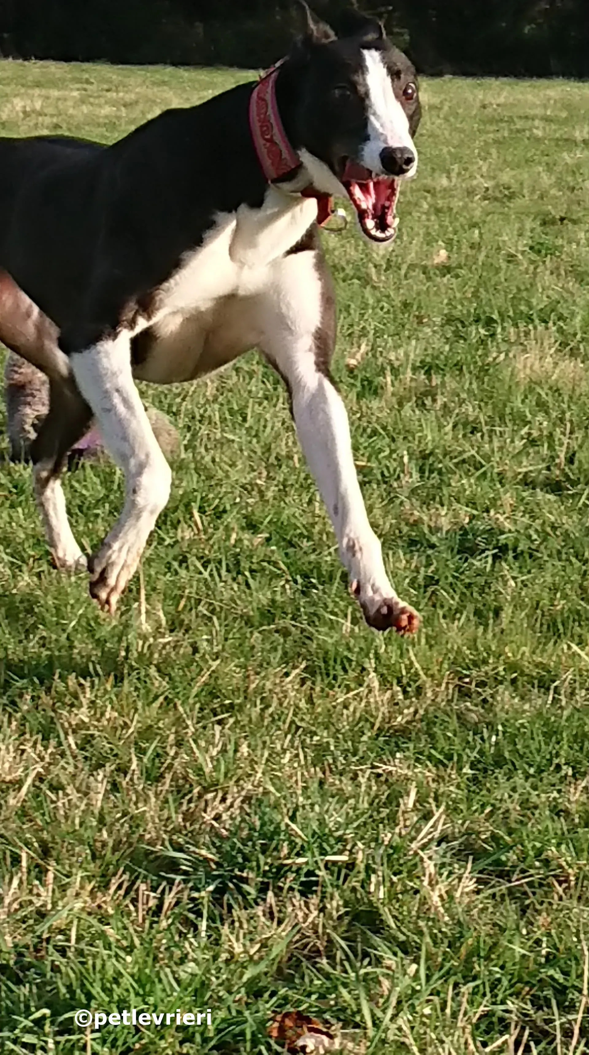 saxa adozione levrieri greyhound 6 1