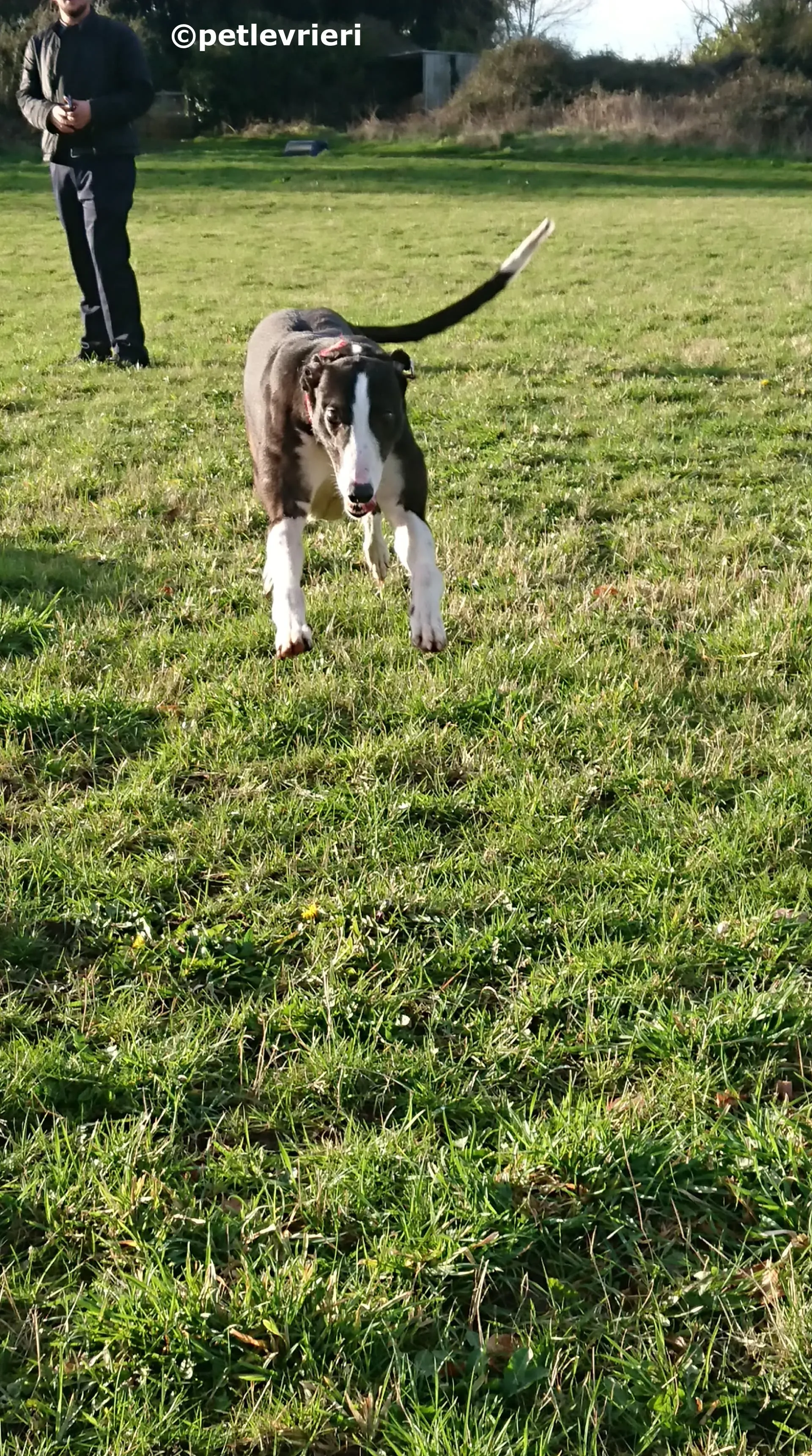 saxa adozione levrieri greyhound 7 1