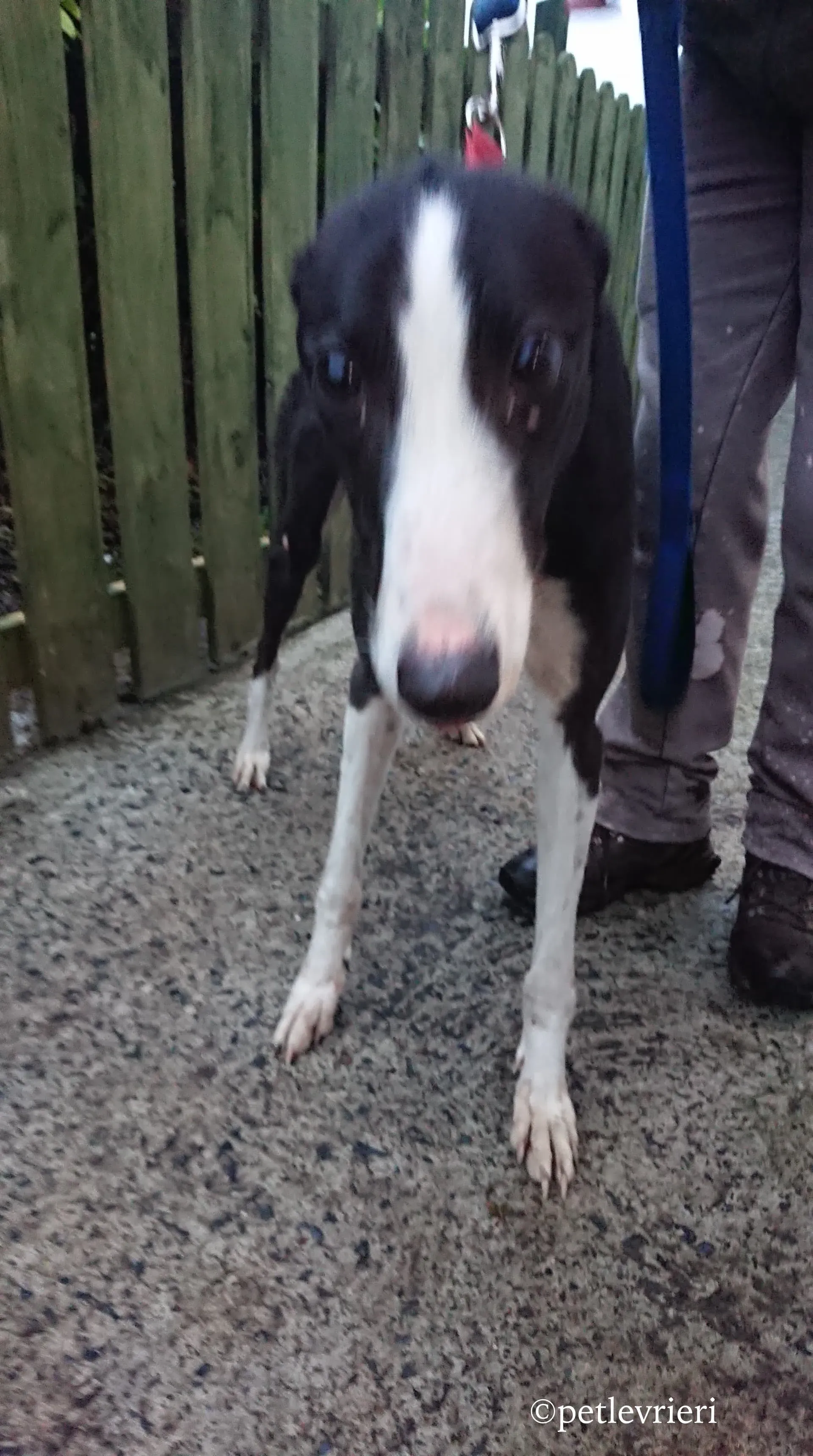 saxa adozione levrieri greyhound 7