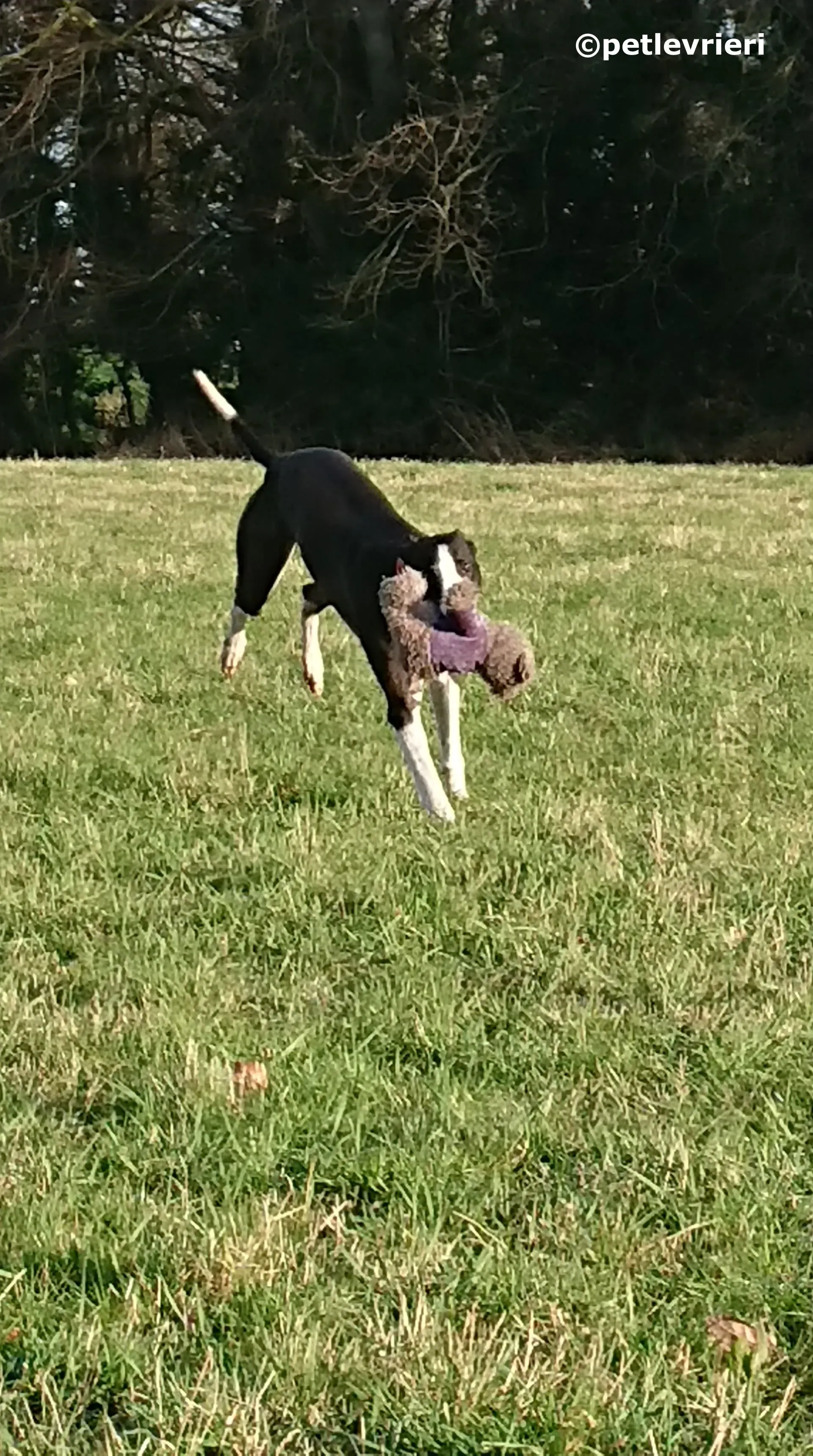 saxa adozione levrieri greyhound 8 1