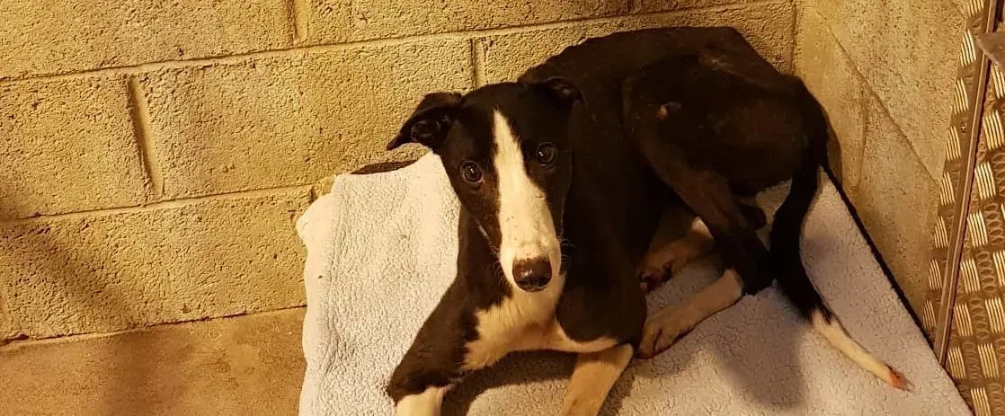 saxa adozione levrieri greyhound 8 e1547421069541