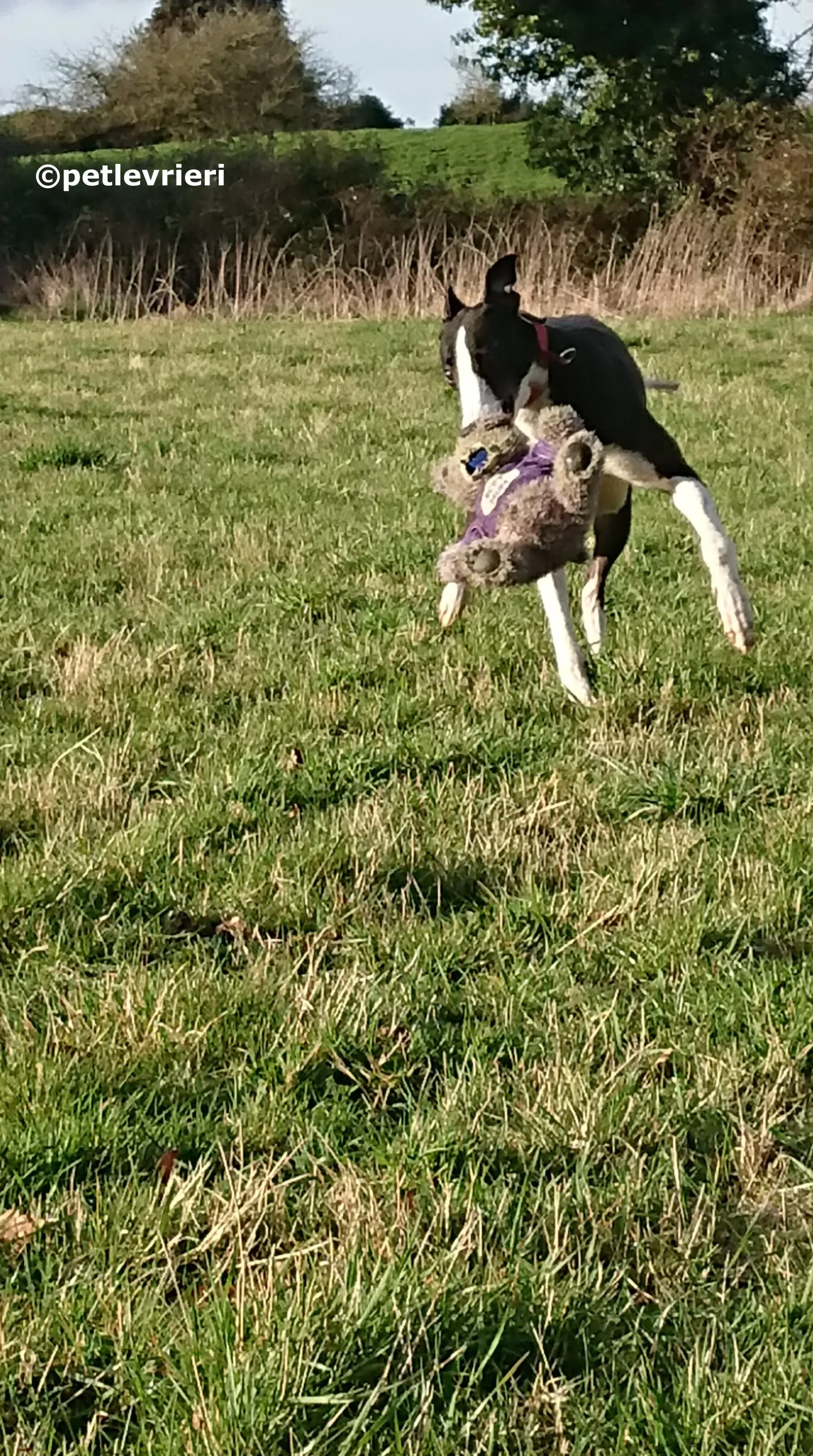 saxa adozione levrieri greyhound 9 1