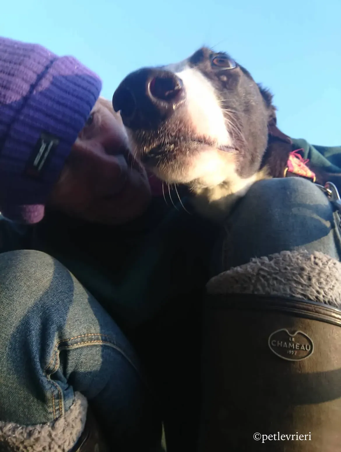 saxa adozione levrieri greyhound 9