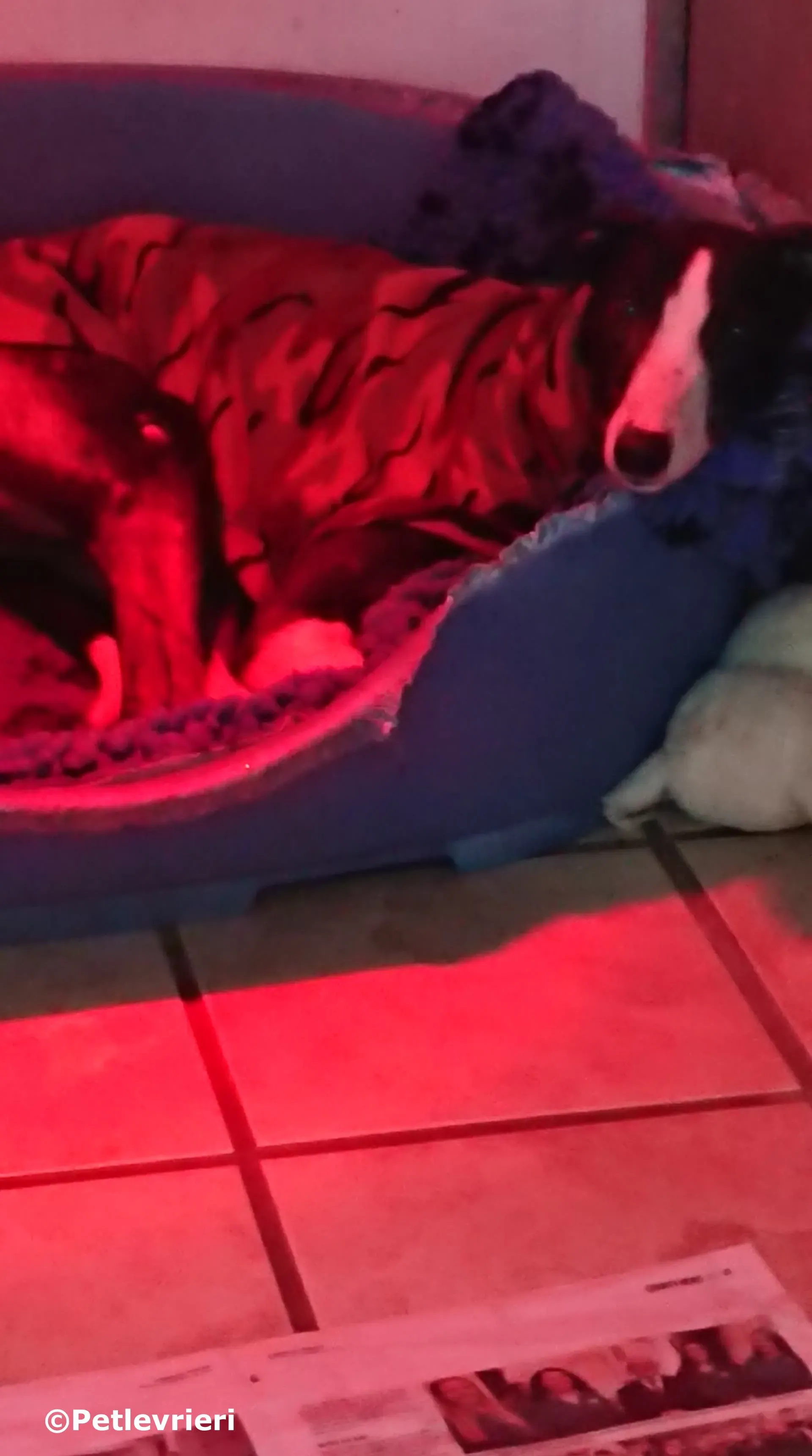 saxa adozione levrieri greyhound