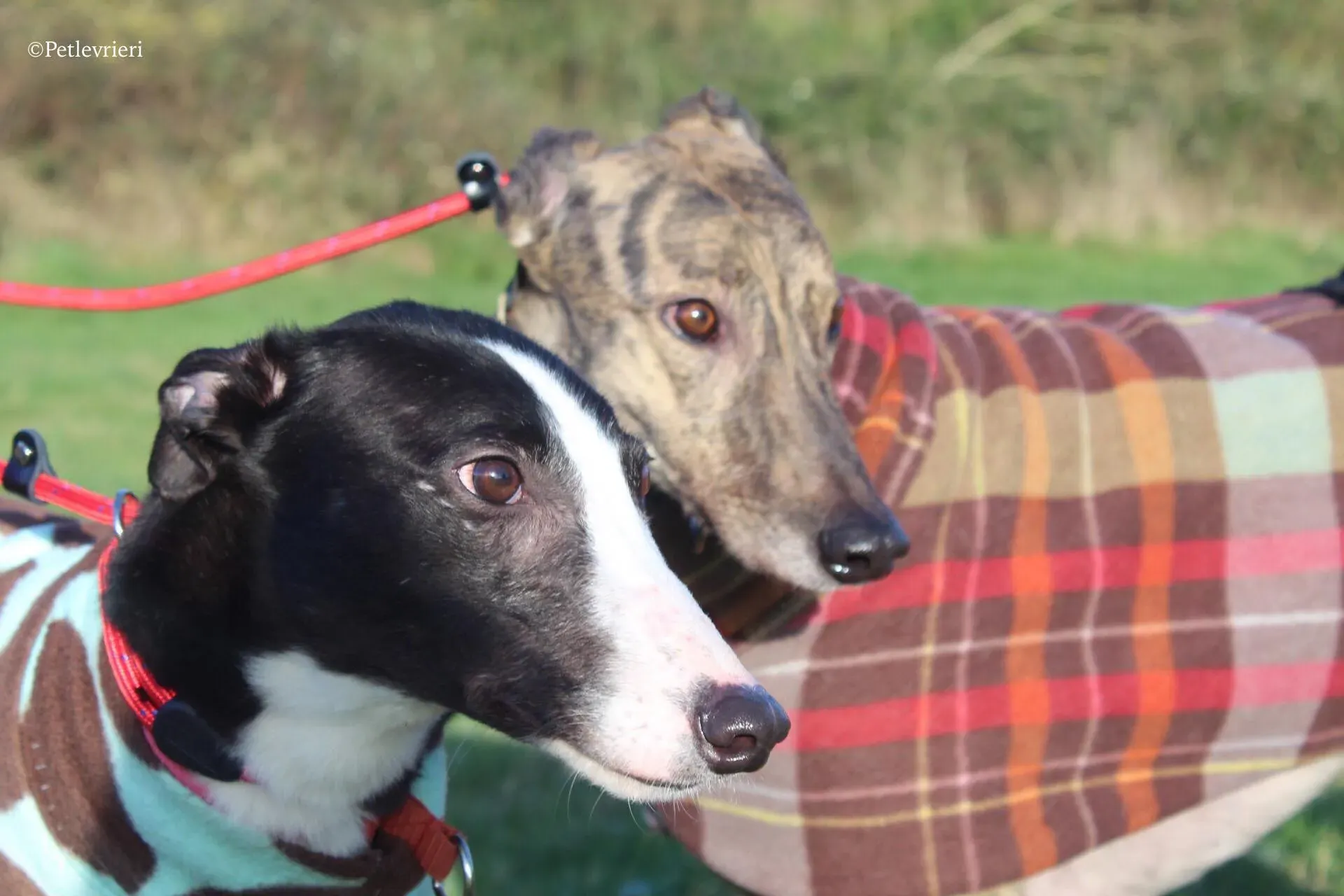 saxa e wonder adozione levrieri greyhound 1