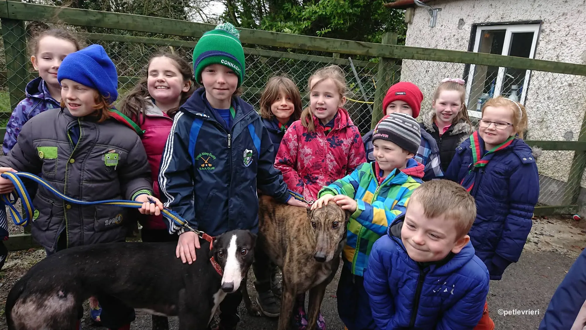 saxa e wonder adozione levrieri greyhound 10