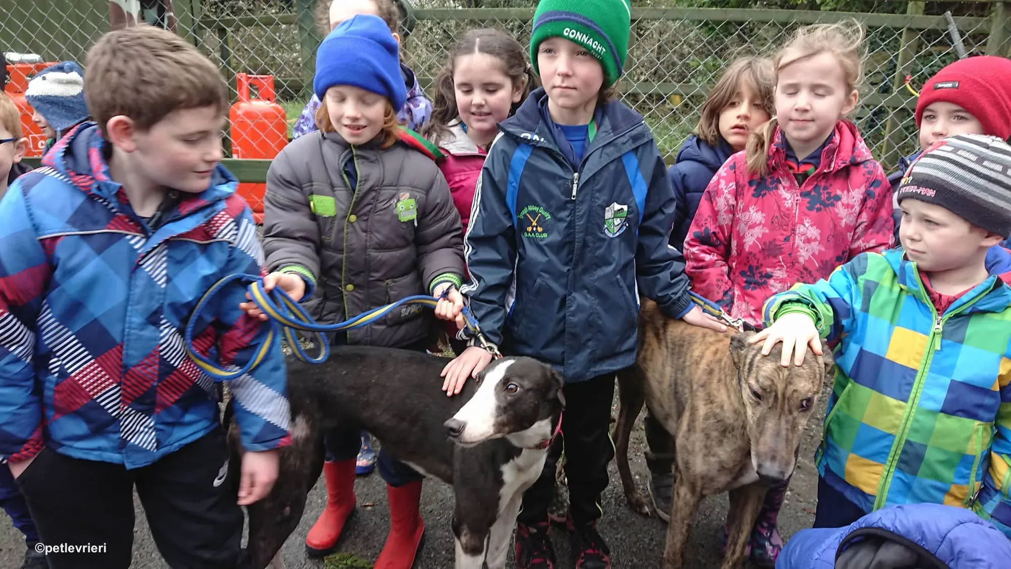 saxa e wonder adozione levrieri greyhound 11