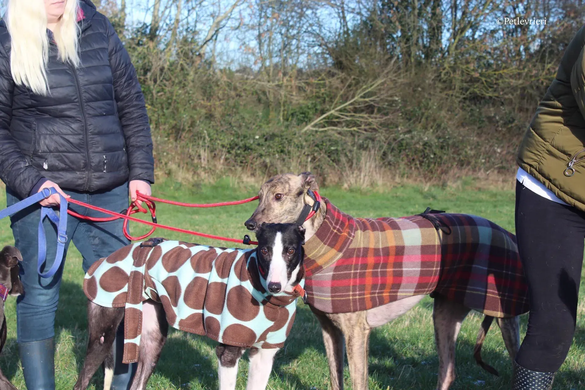 saxa e wonder adozione levrieri greyhound 2