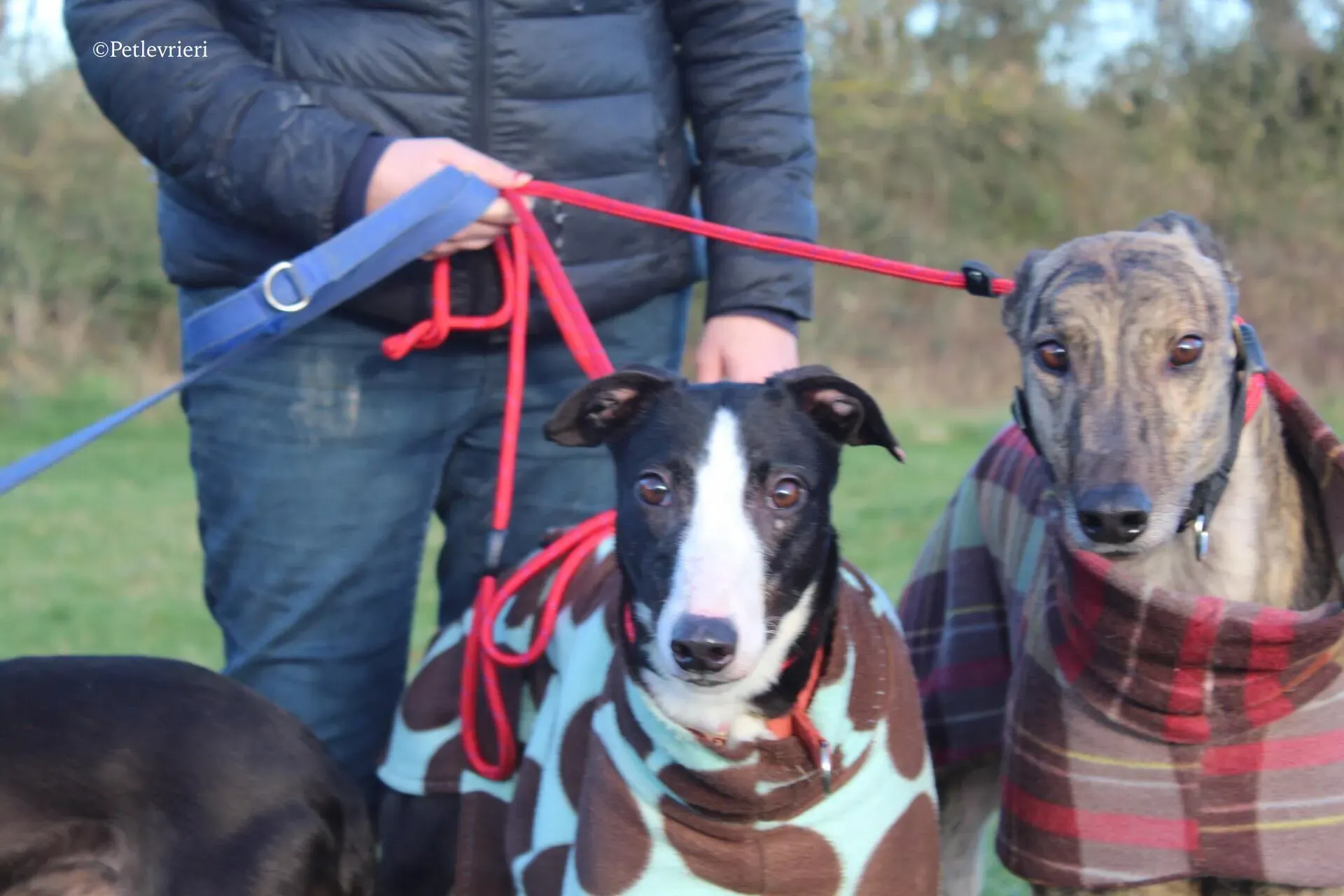 saxa e wonder adozione levrieri greyhound 3