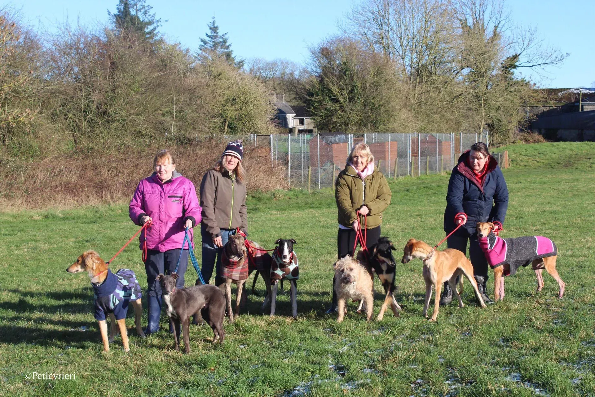 saxa e wonder adozione levrieri greyhound 4