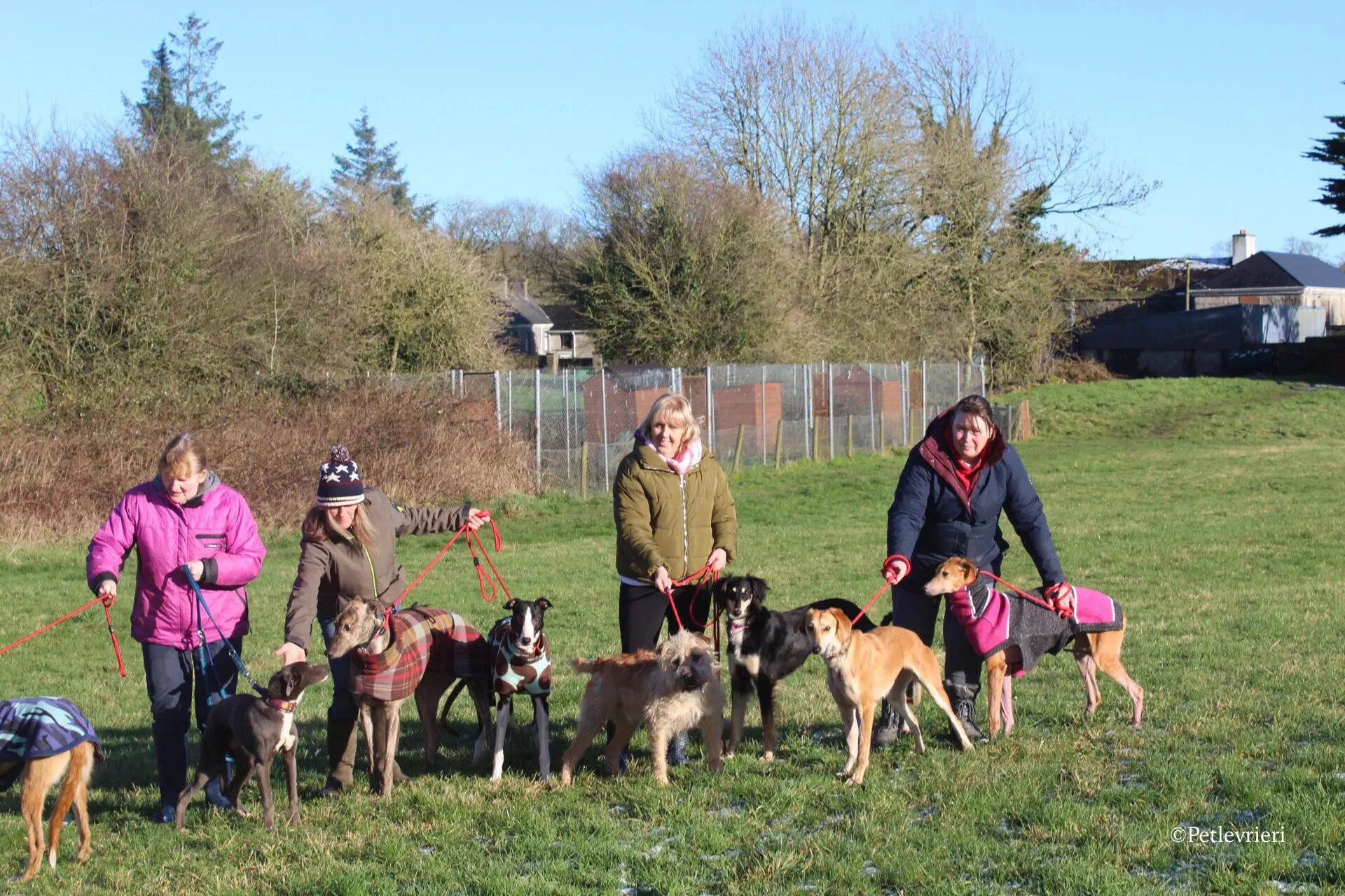 saxa e wonder adozione levrieri greyhound 5