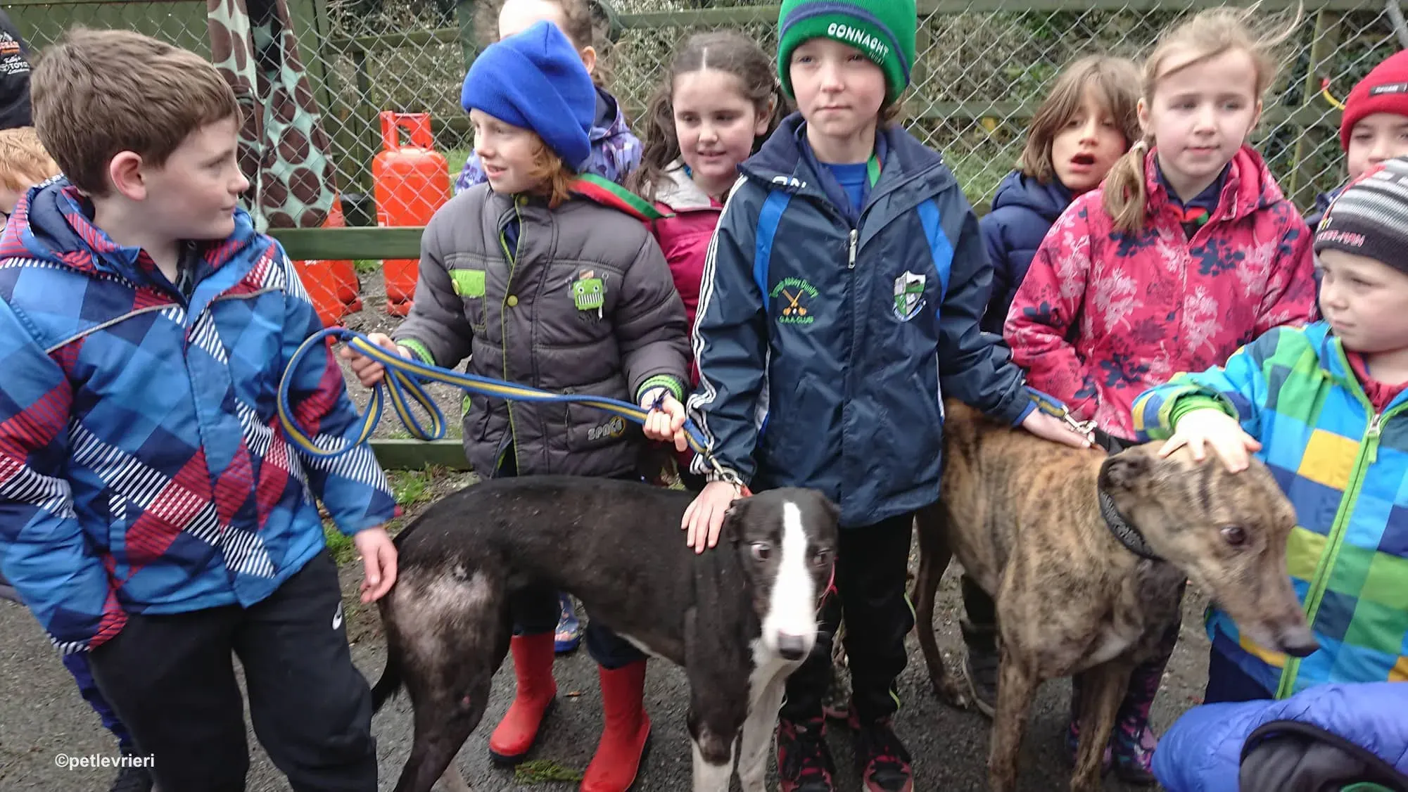 saxa e wonder adozione levrieri greyhound 7