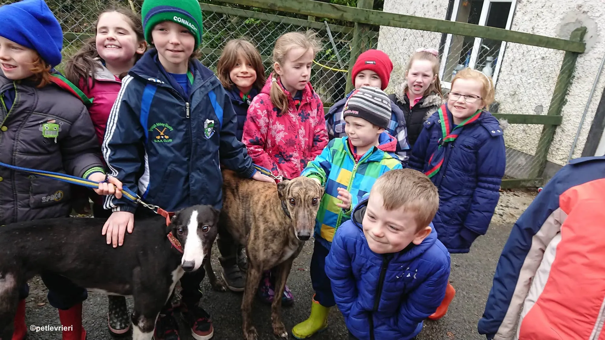 saxa e wonder adozione levrieri greyhound 8