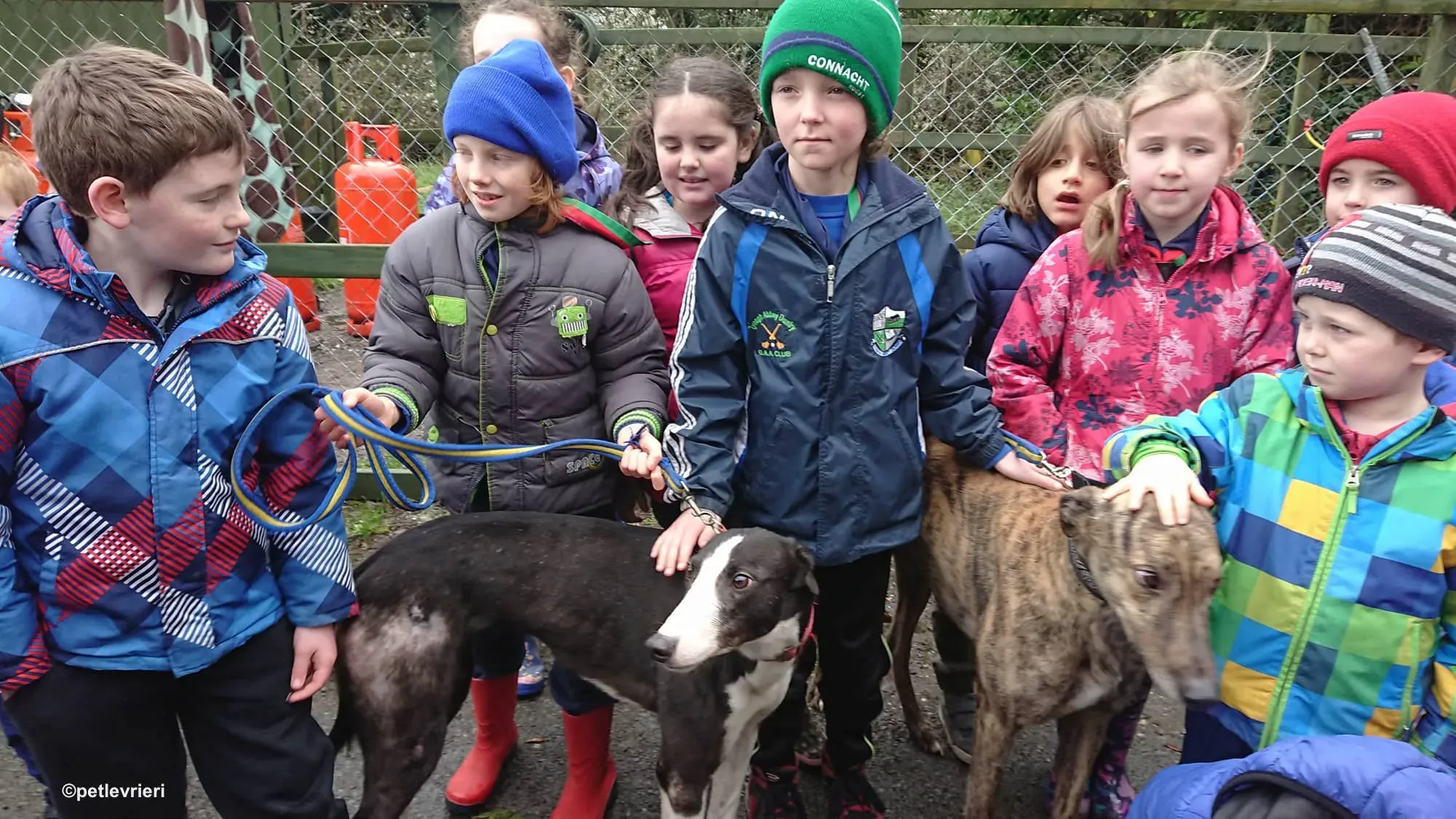 saxa e wonder adozione levrieri greyhound 9