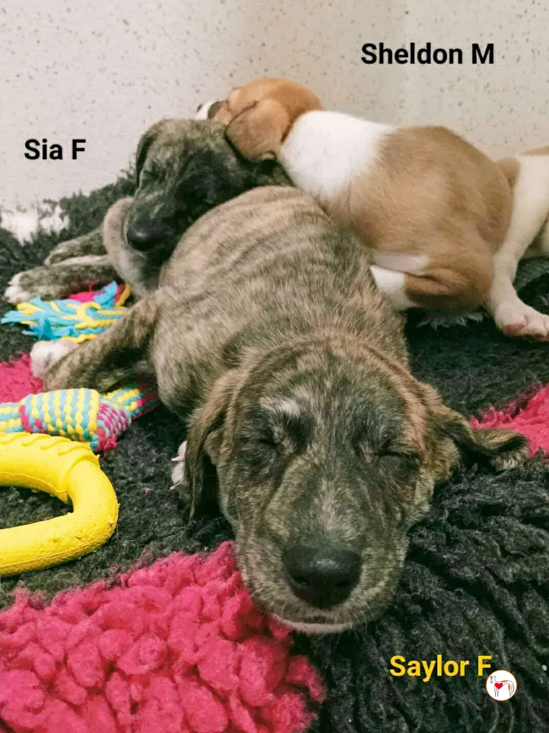 saylor grey cucciolo adozione 1