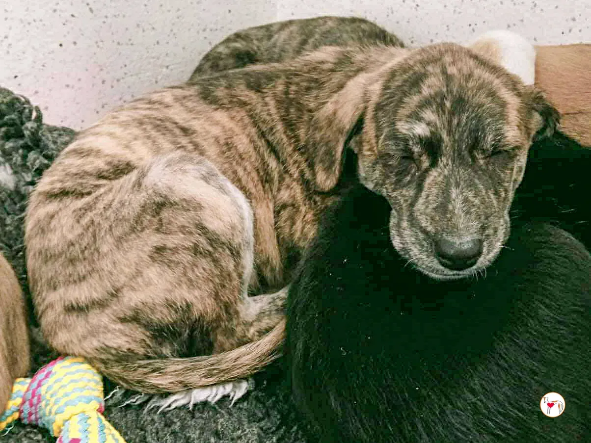 saylor grey cucciolo adozione 2