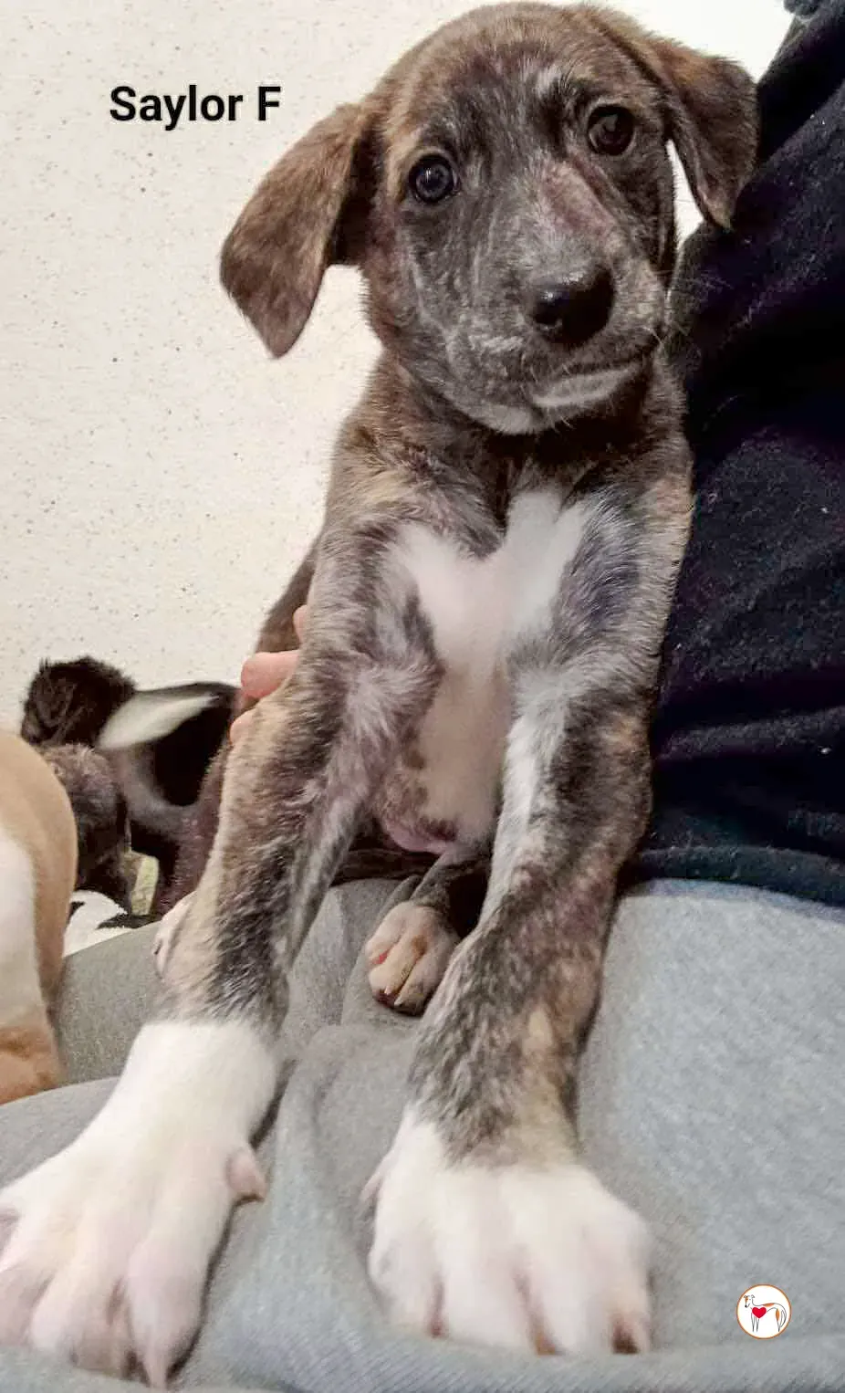 saylor grey cucciolo adozione 3