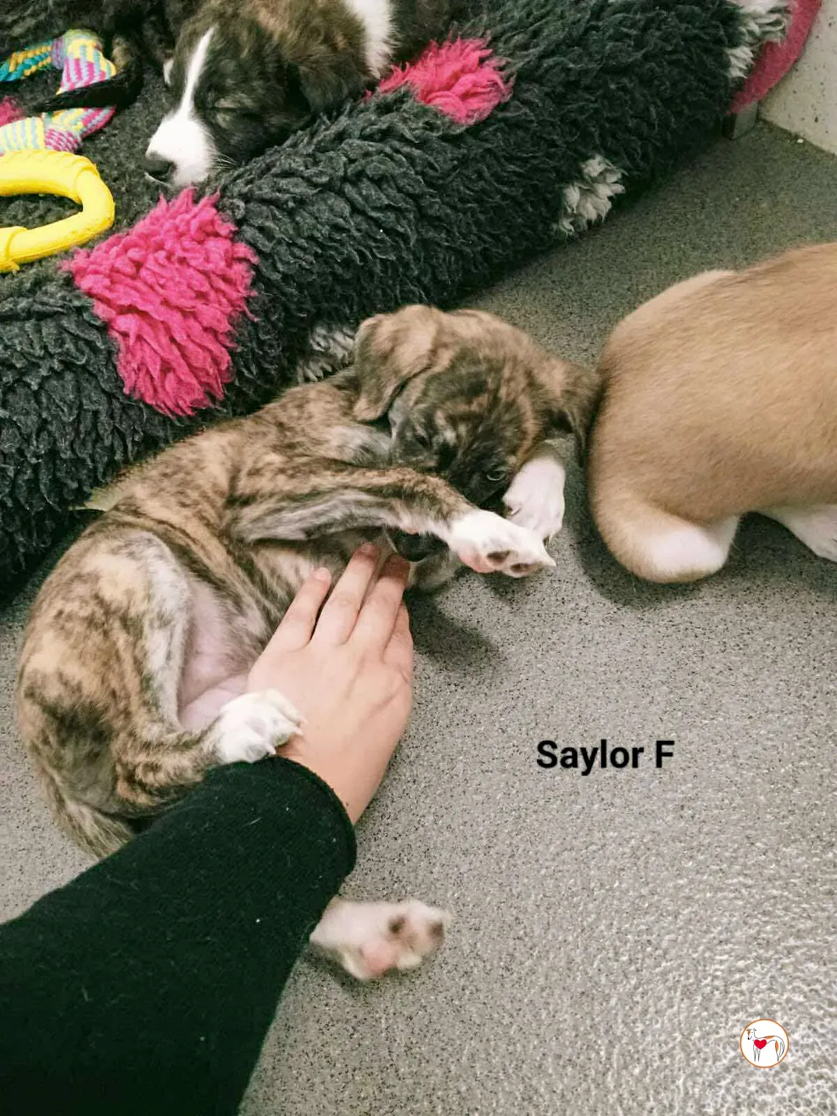 saylor grey cucciolo adozione 4