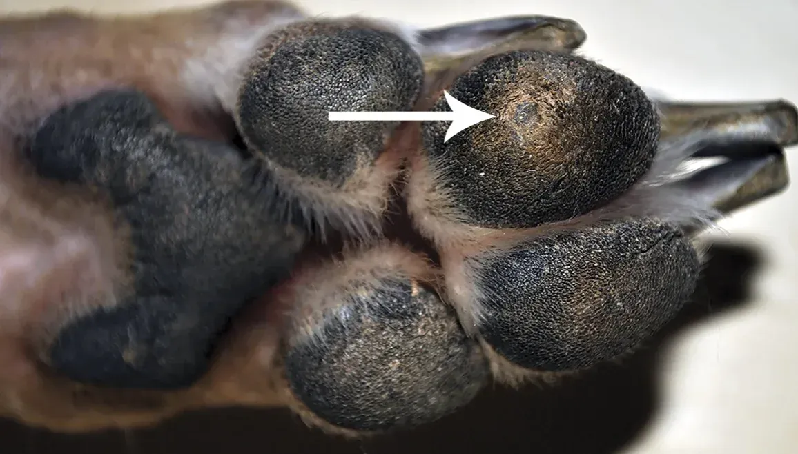 schermata 2019 02 04 alle 11.03.03.jpg