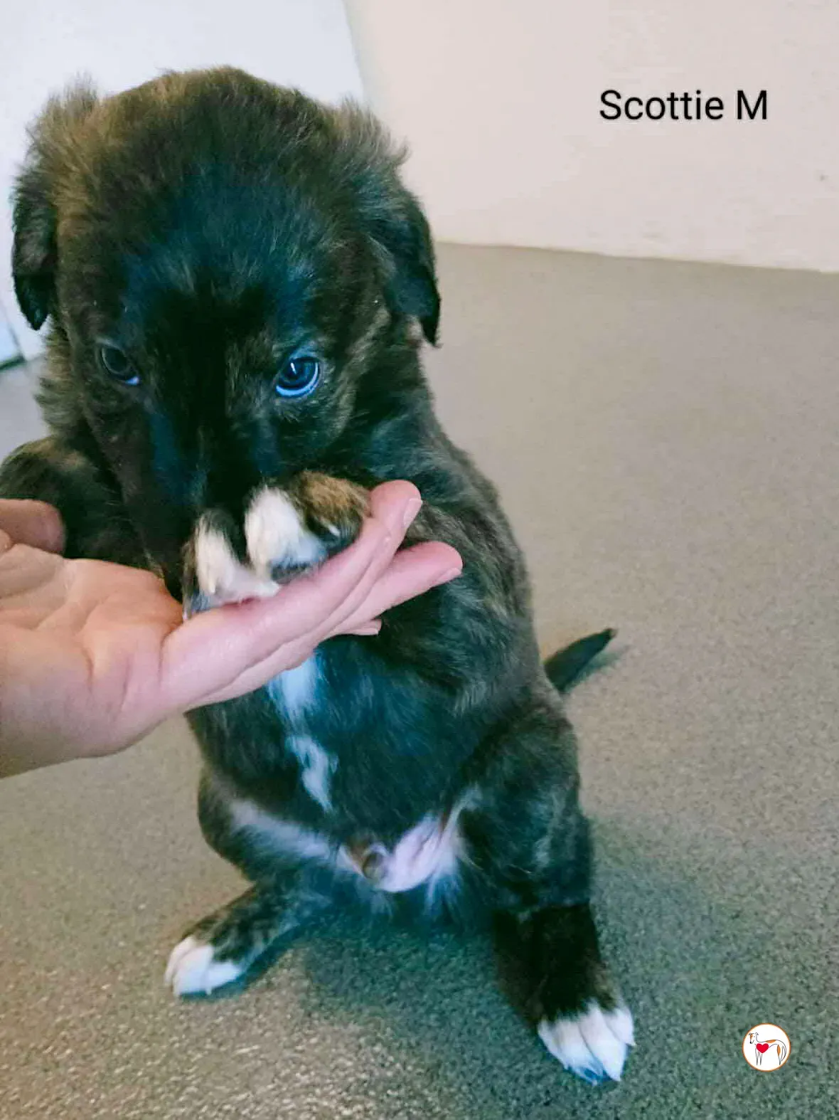 scottie grey cucciolo adozione 1
