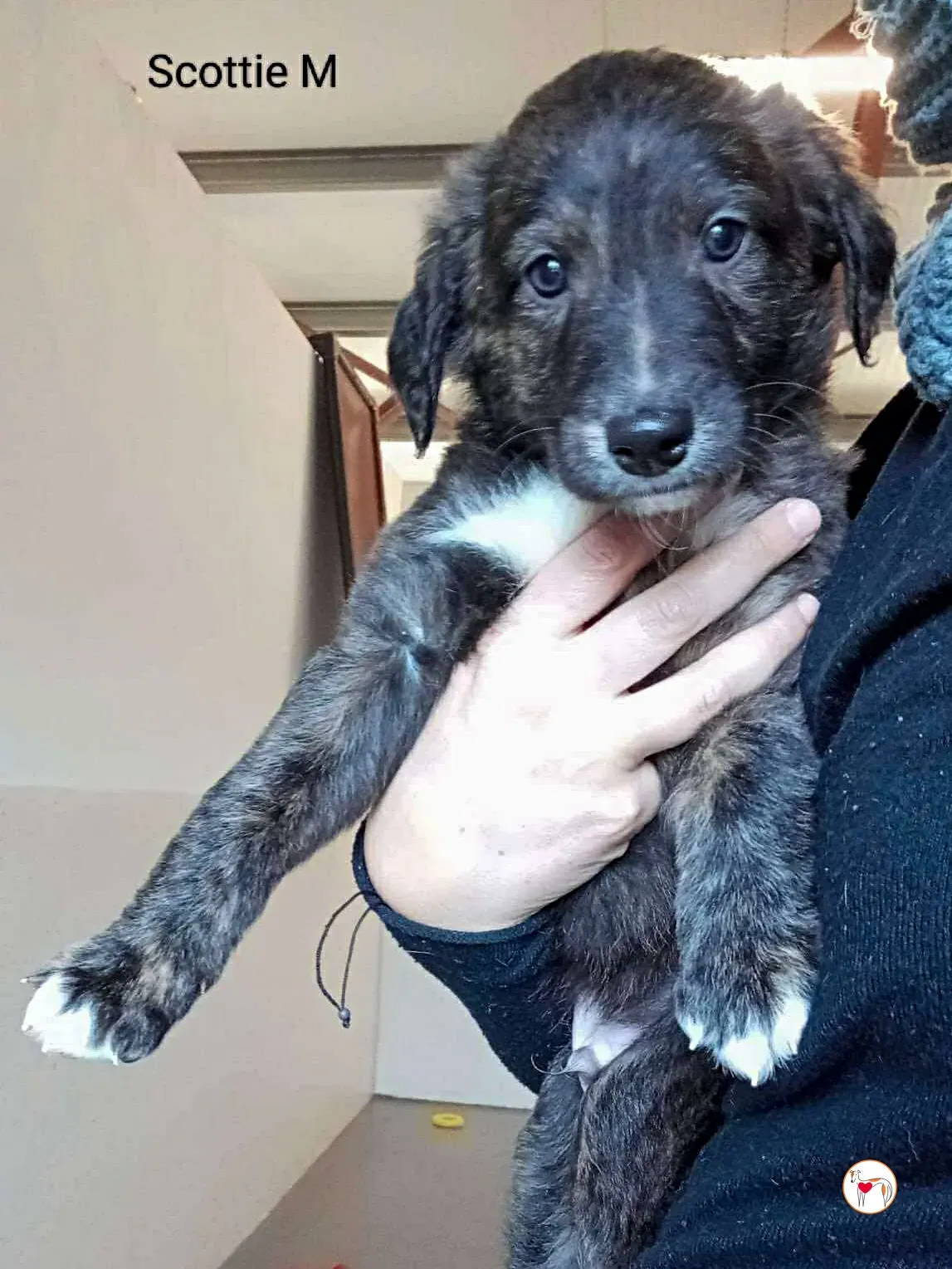 scottie grey cucciolo adozione 2
