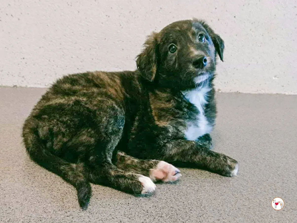 scottie grey cucciolo adozione 3