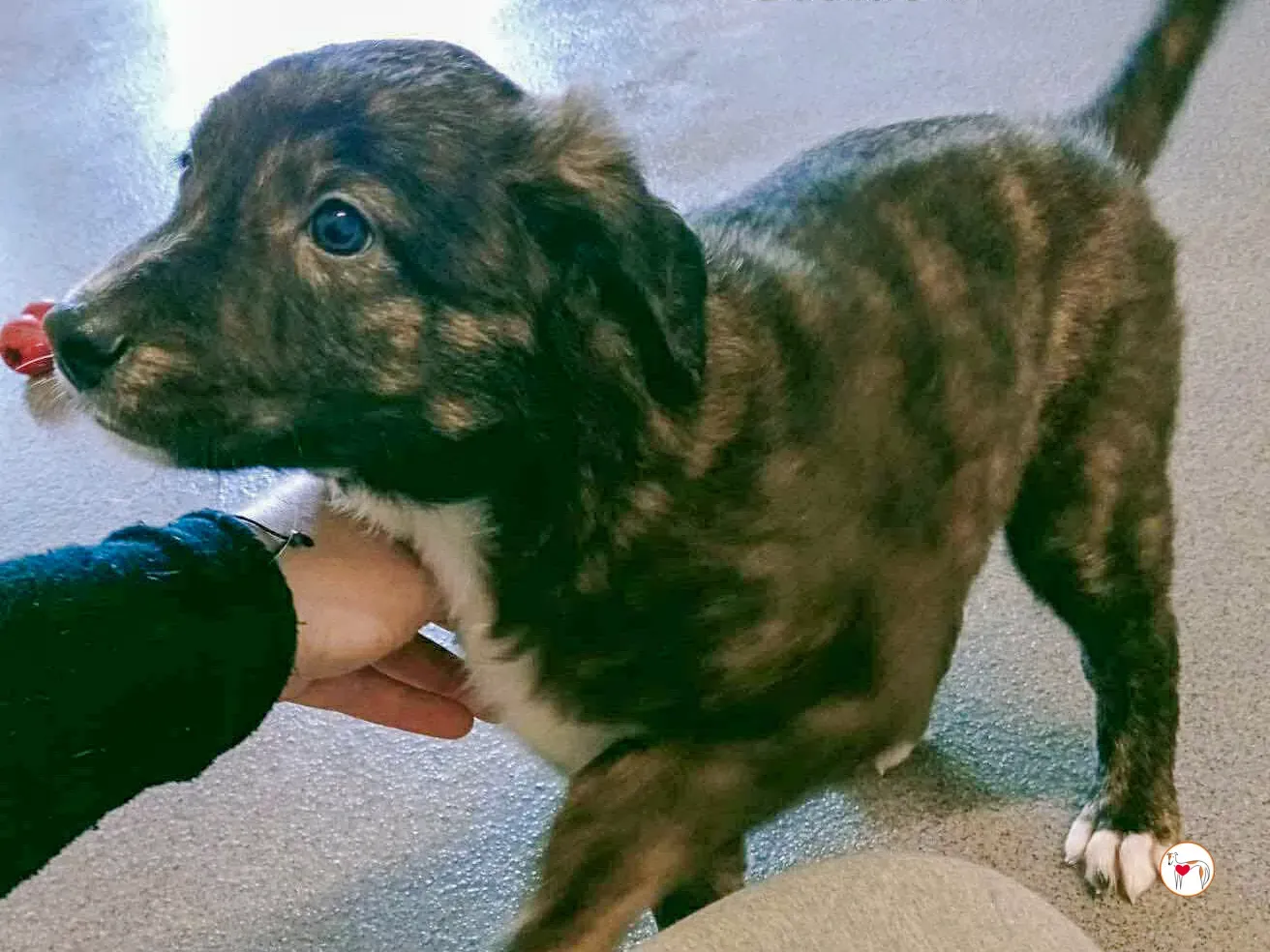 scottie grey cucciolo adozione 4