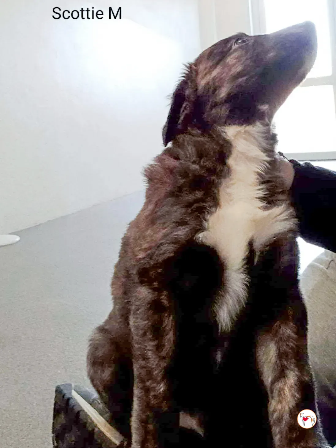 scottie grey cucciolo adozione 5