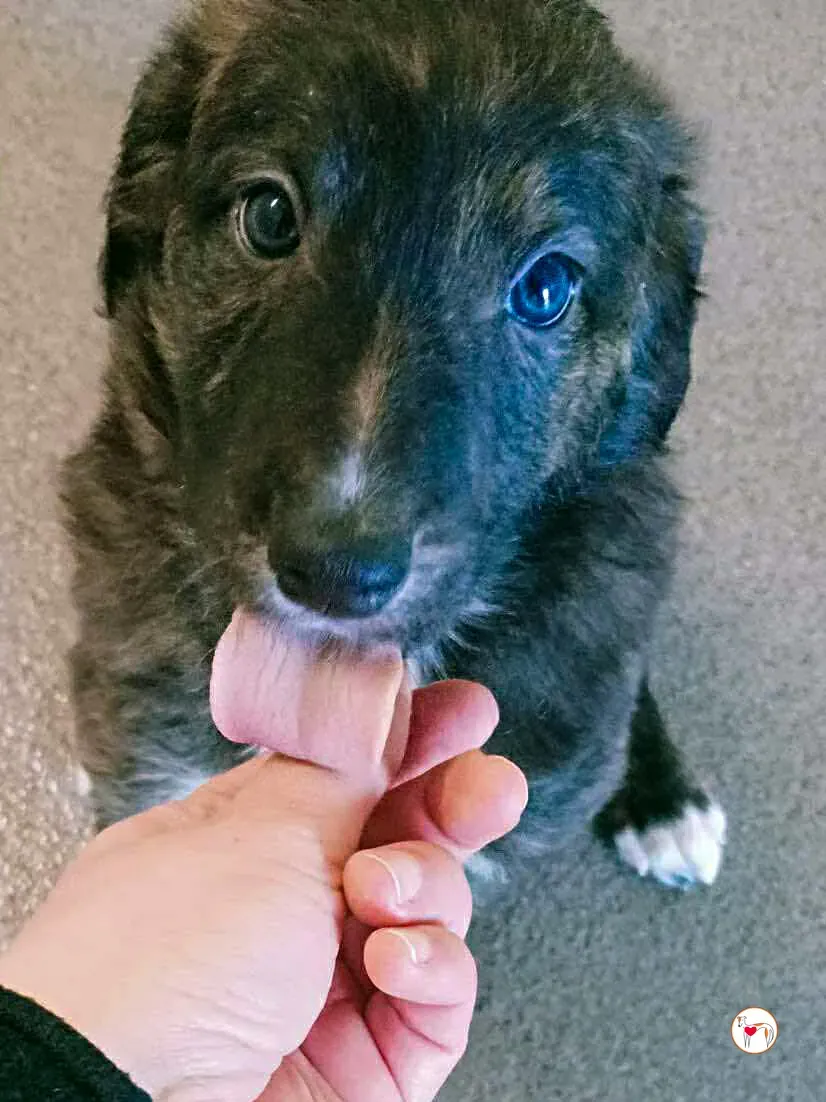 scottie grey cucciolo adozione 6