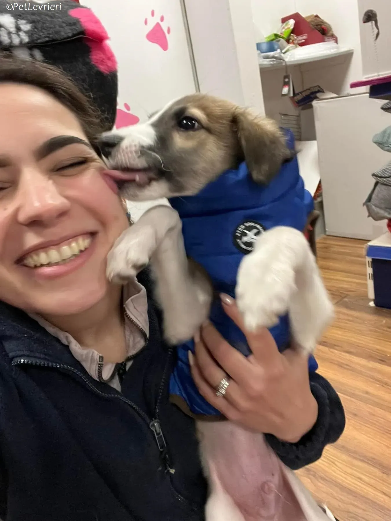 seamus adozione levrieri greyhound 1