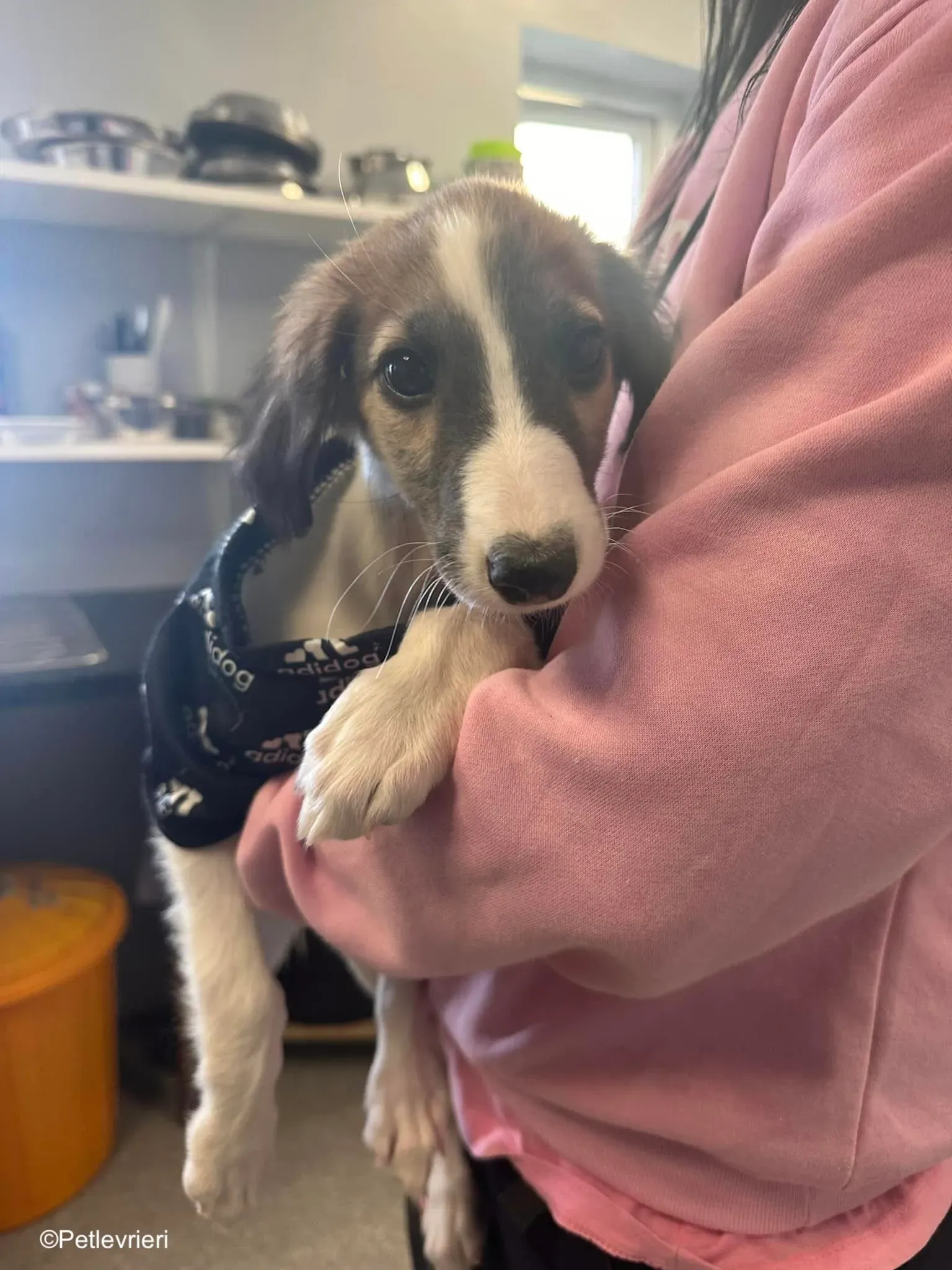 seamus adozione levrieri greyhound 3